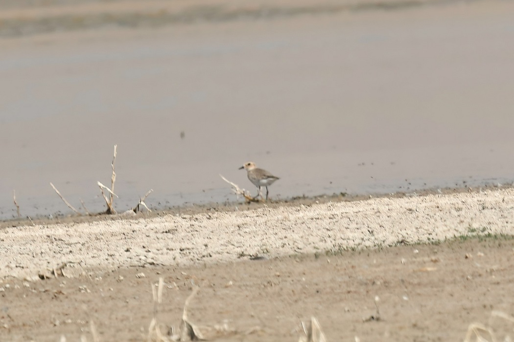 Greater Sand-Plover