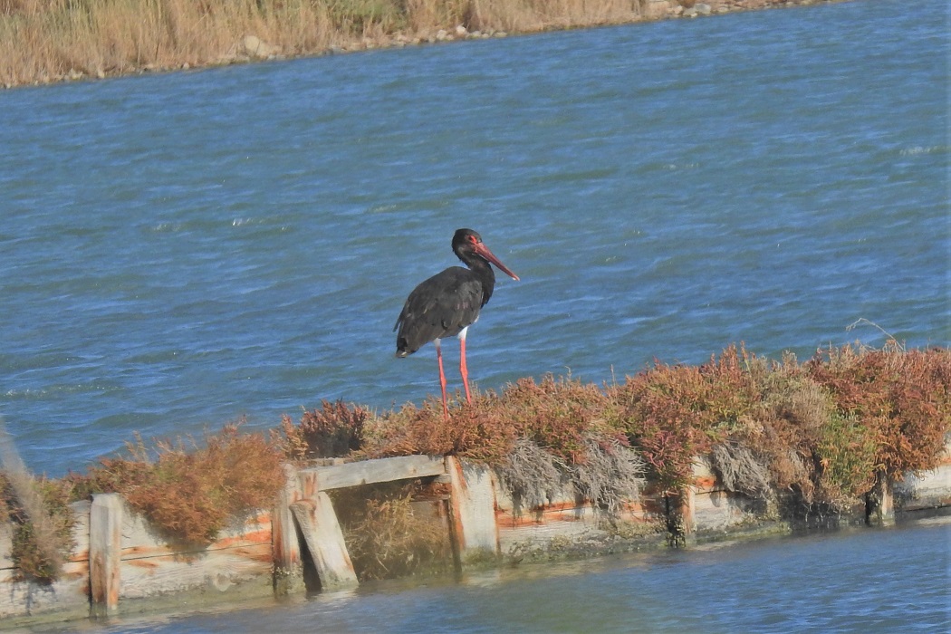 Black Stork