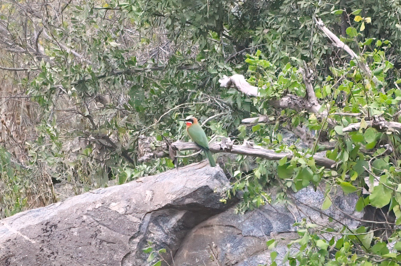 White-fronted Bee-eater