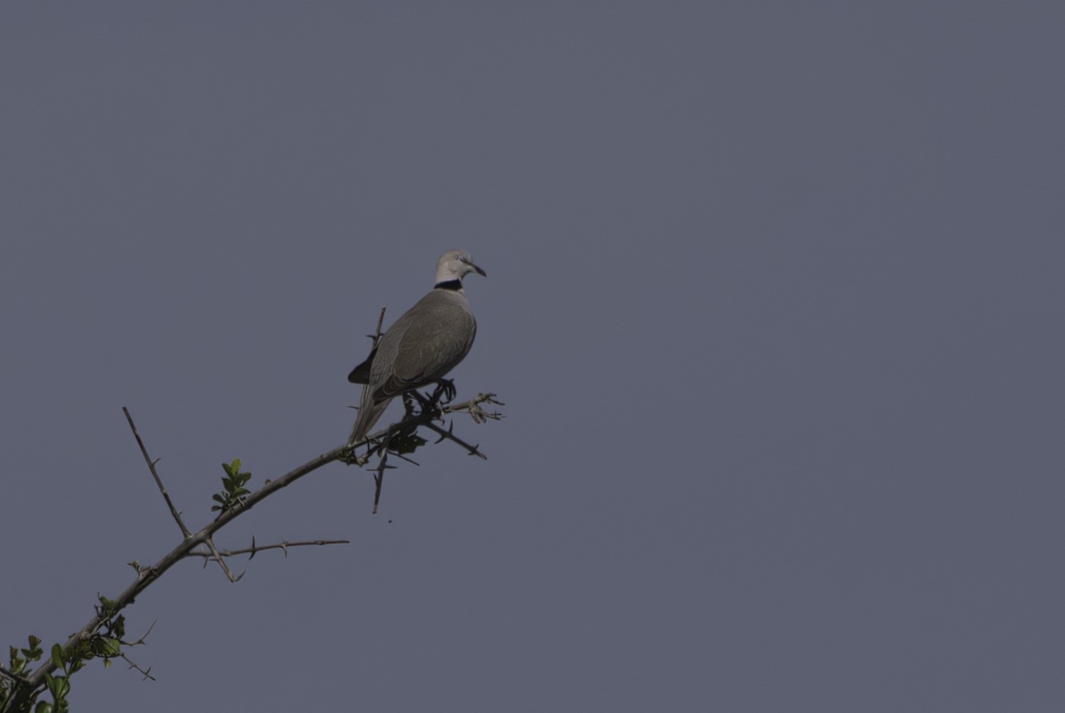 Ring-necked Dove
