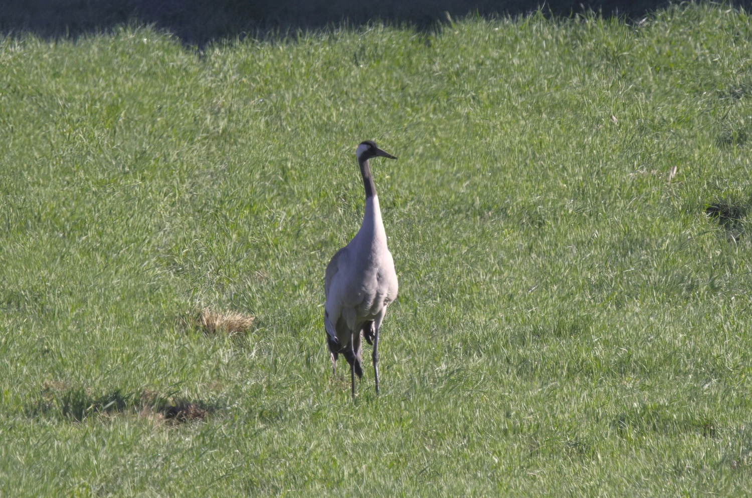 Common Crane