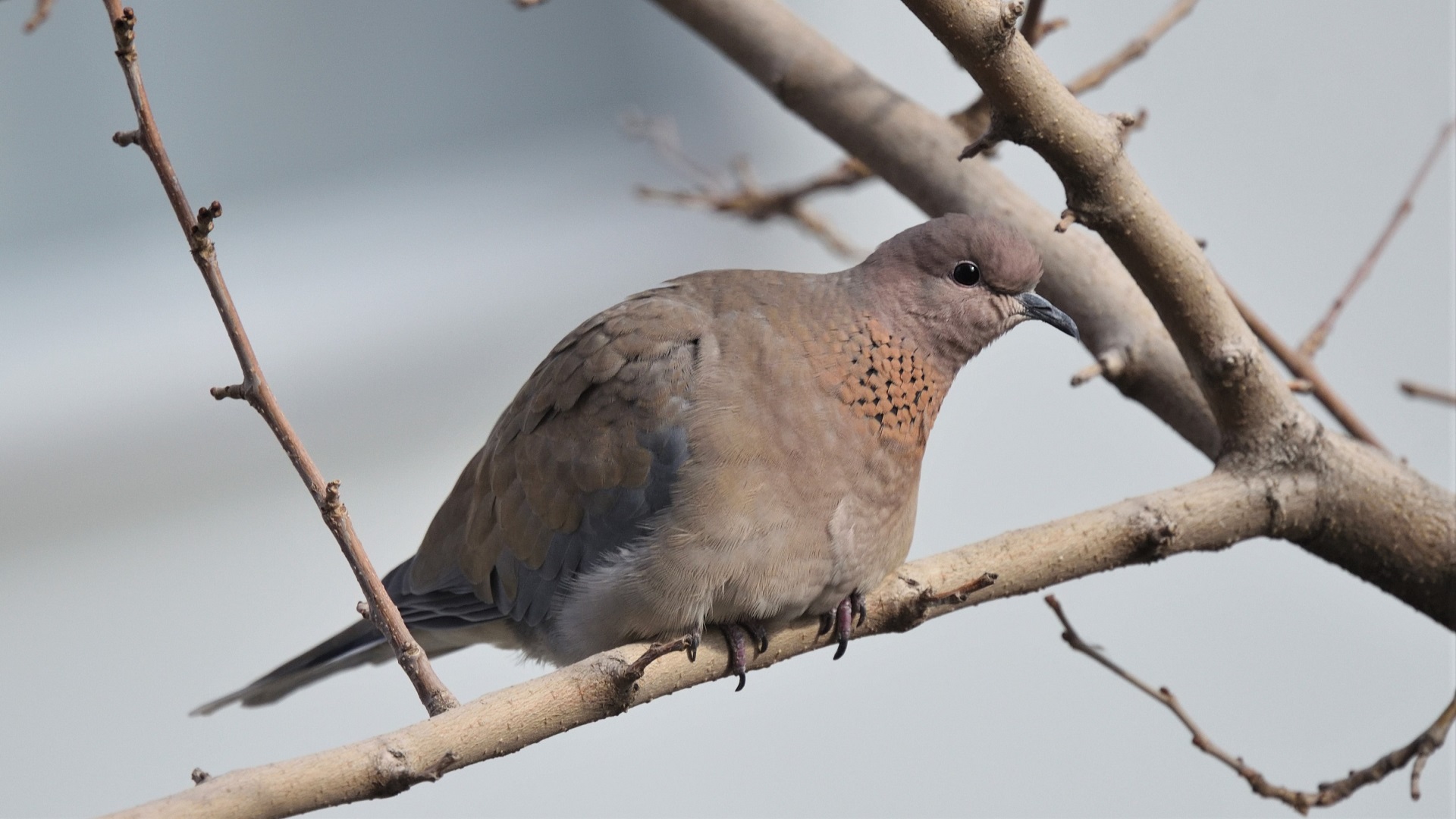 Laughing Dove