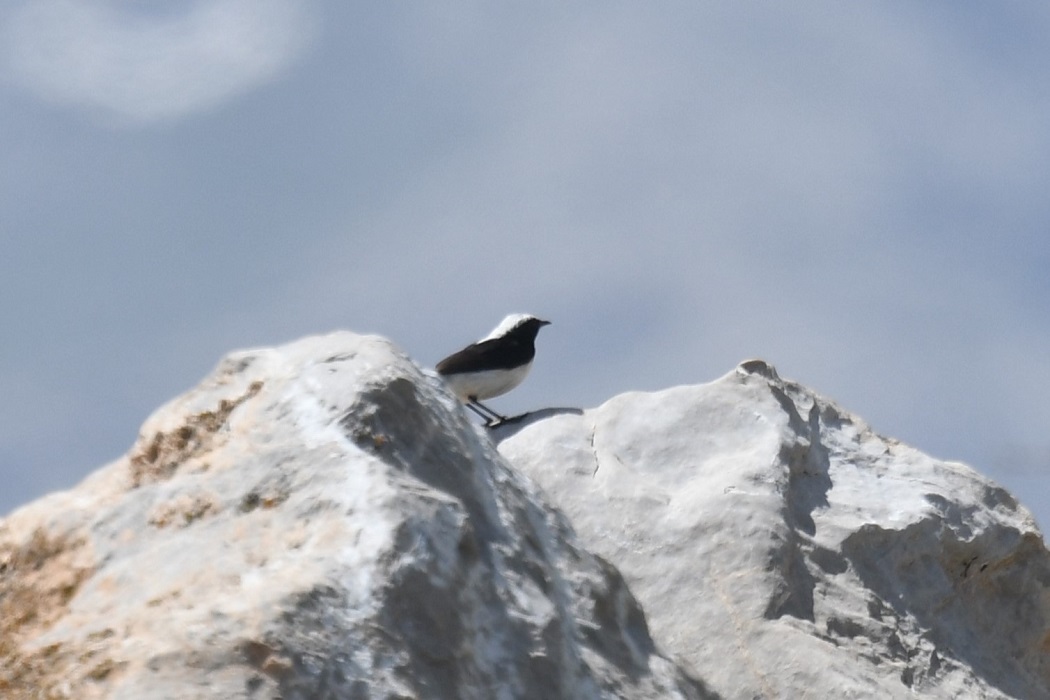 Finsch's Wheatear
