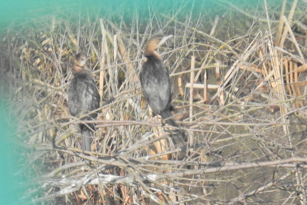 Pygmy Cormorant — Ana fotoğraf