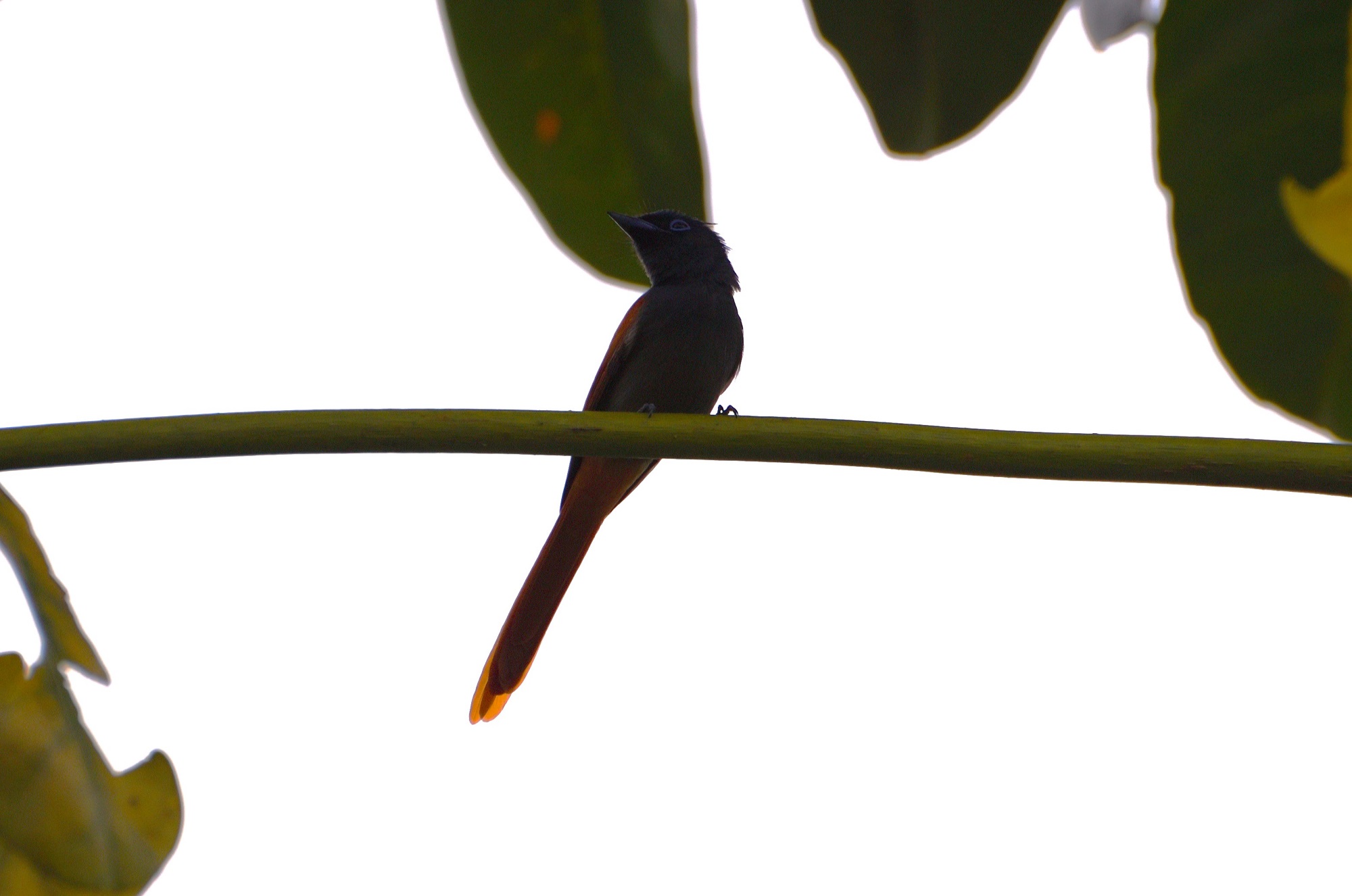 African Paradise-Flycatcher