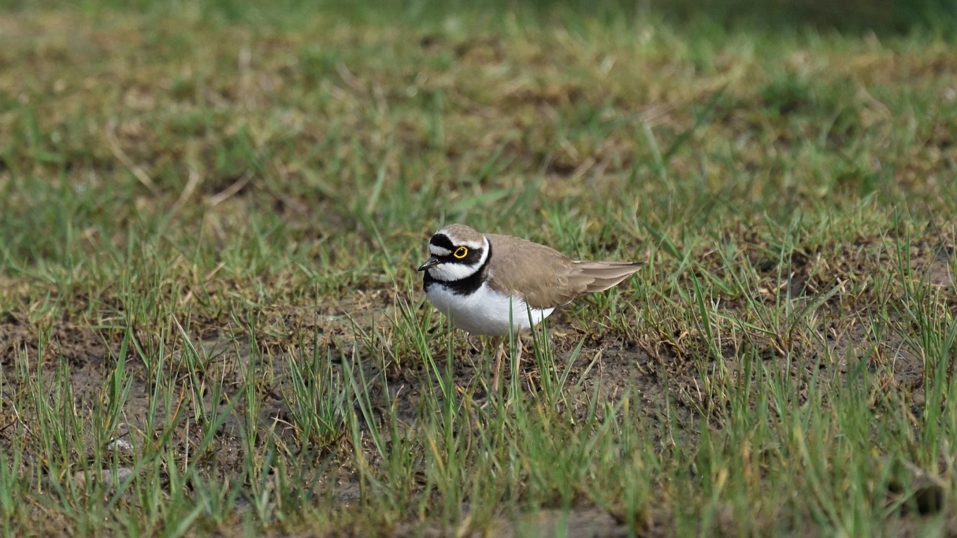 Little Ringed Plover