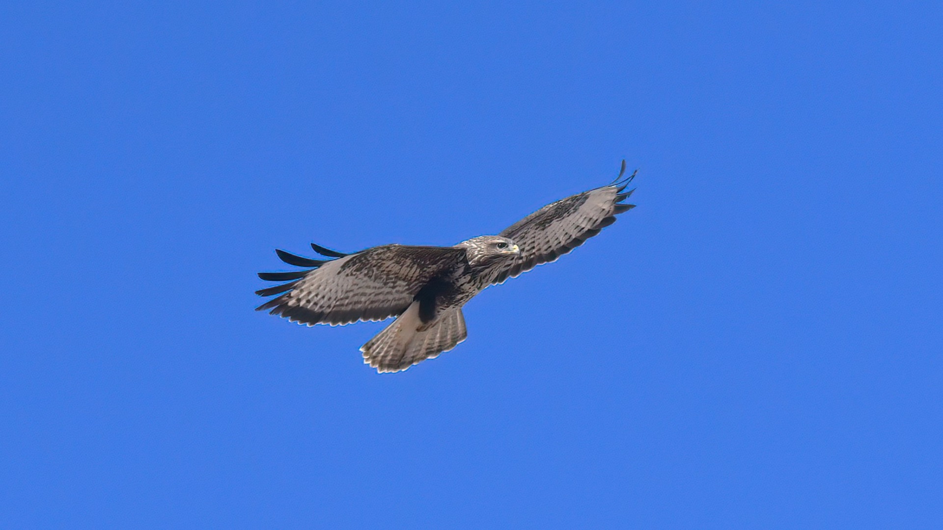 Common Buzzard — Ana fotoğraf