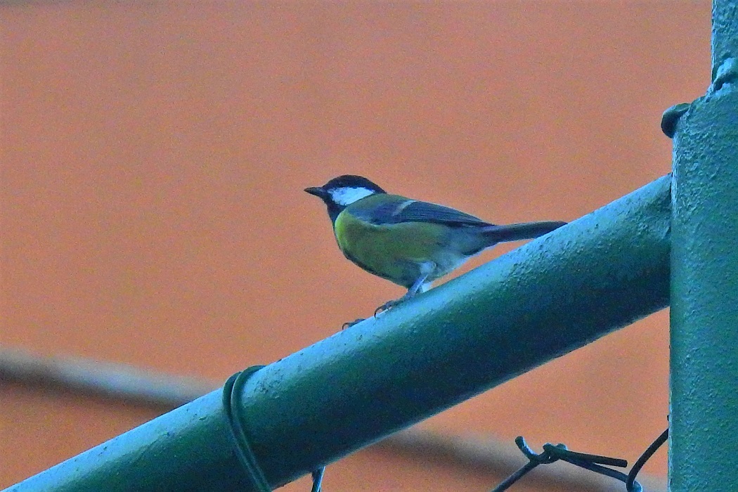 Great Tit