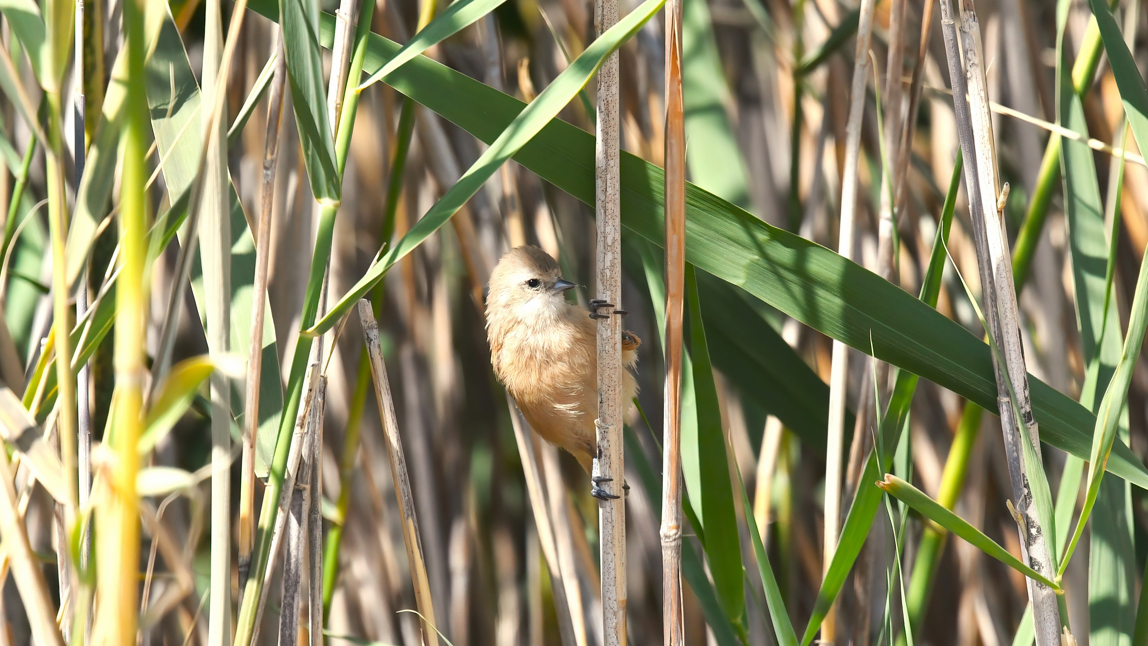 Eurasian Penduline-Tit