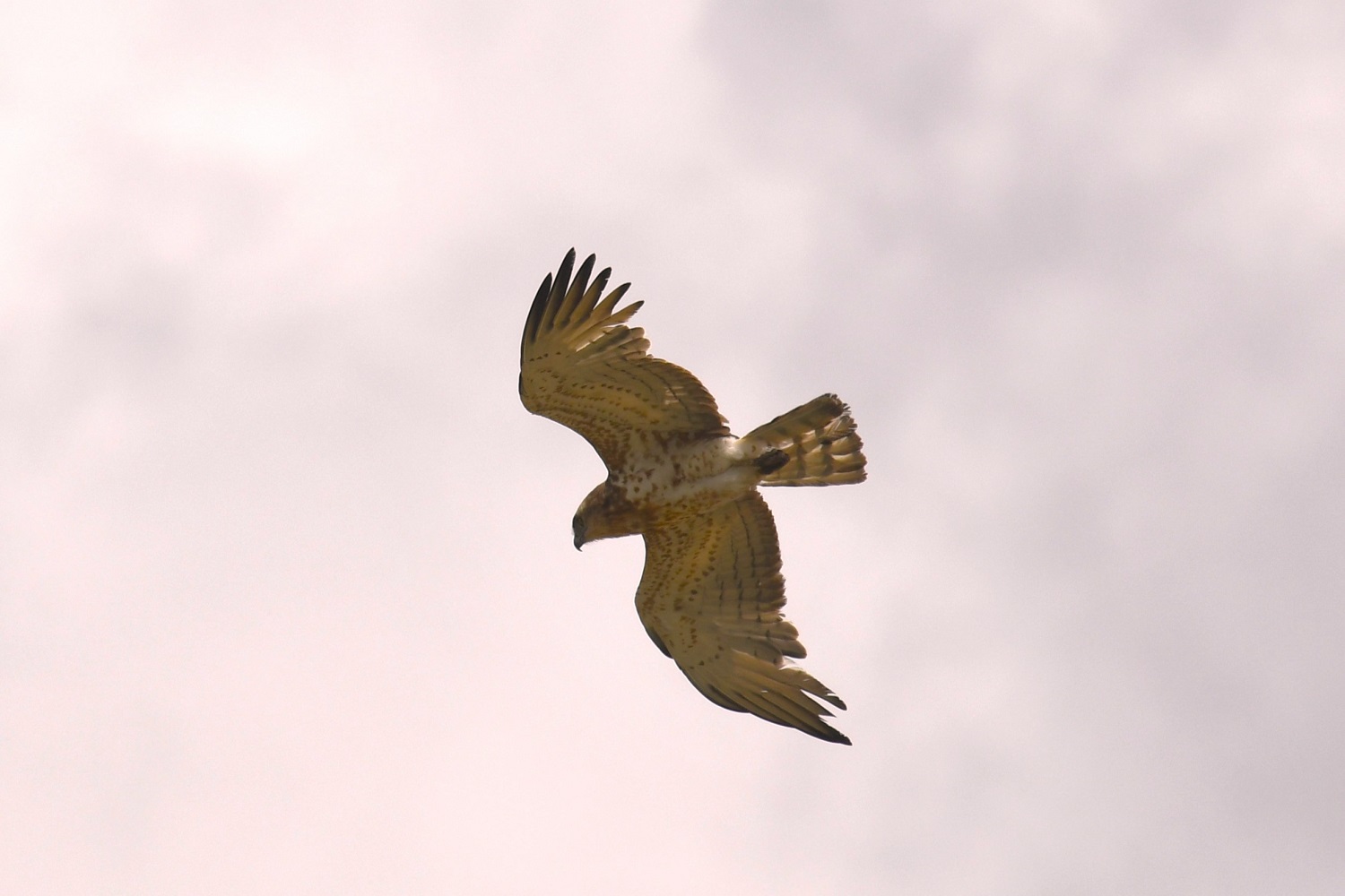 Short-toed Snake-Eagle