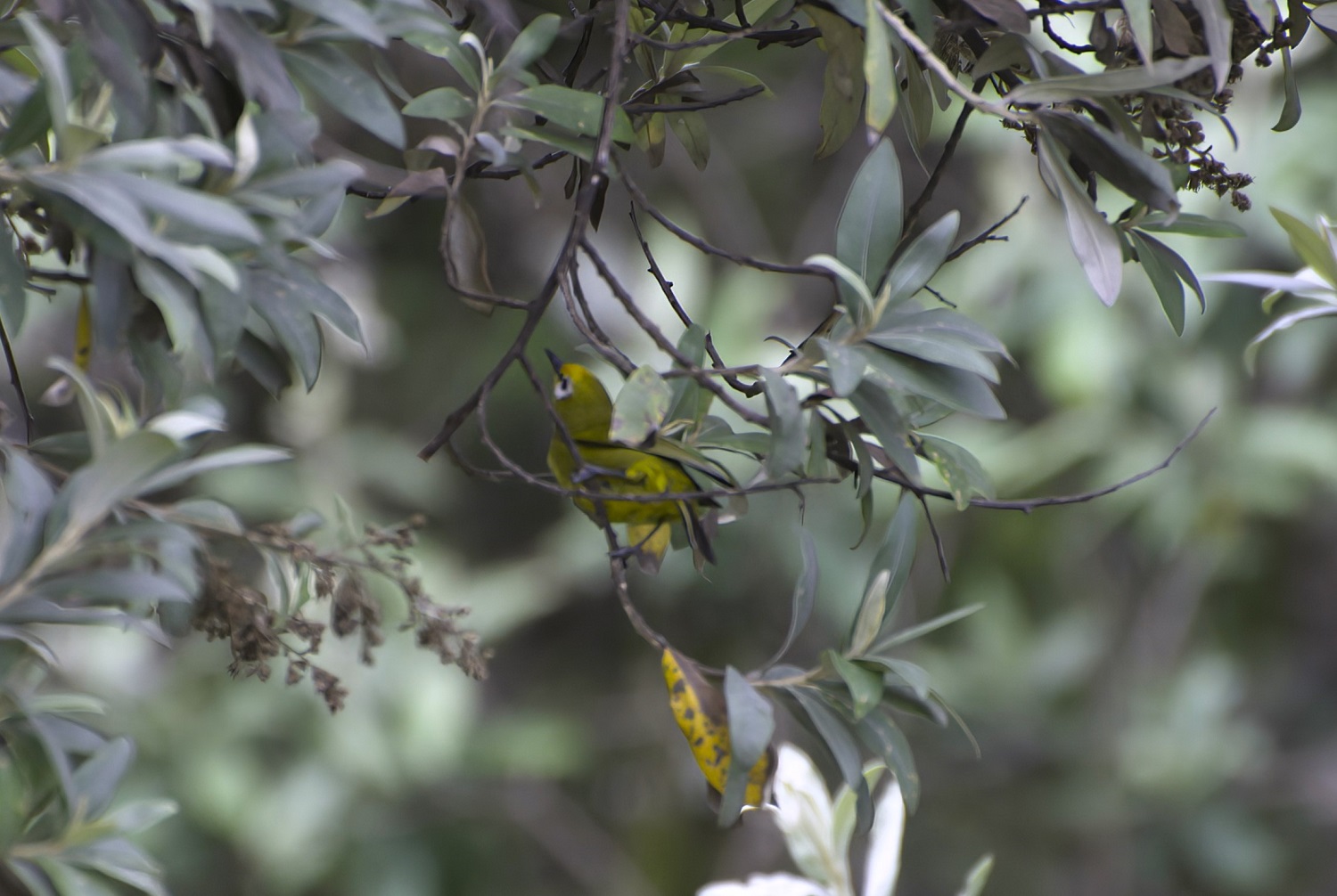 African Yellow White-eye