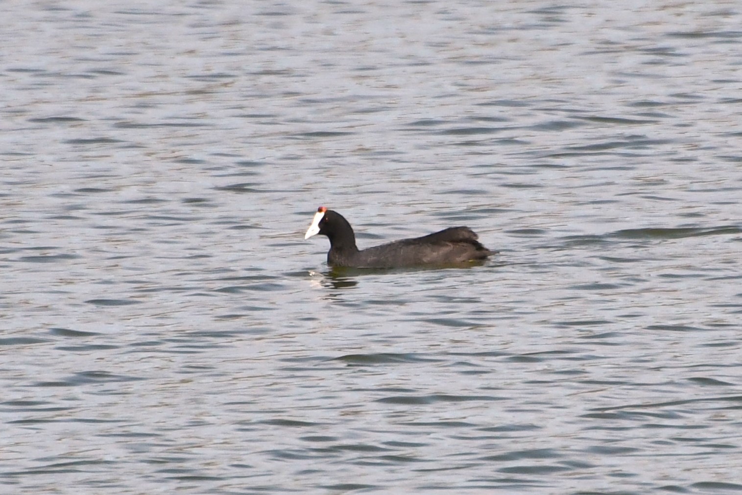 Red-knobbed Coot