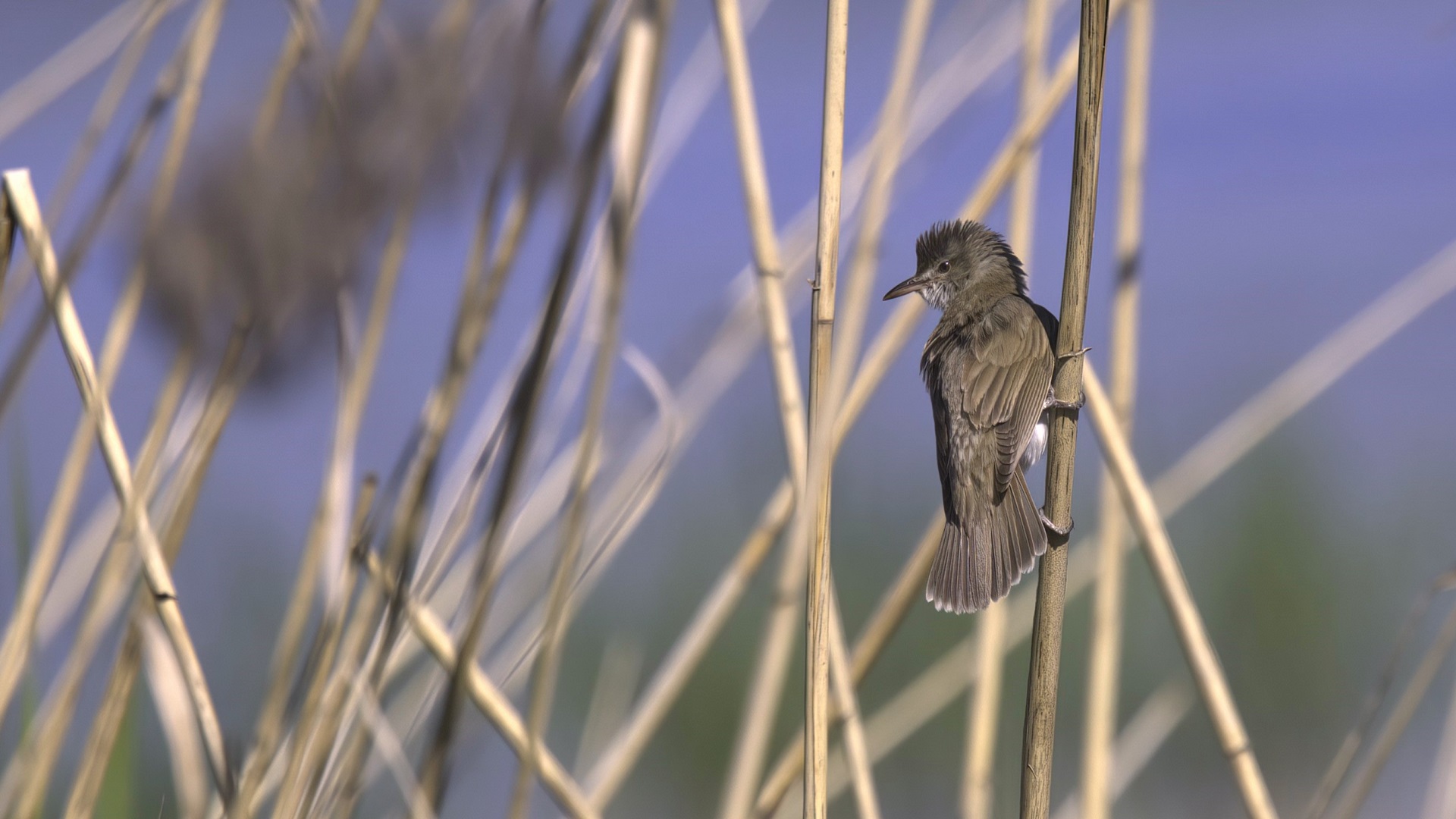 Great Reed Warbler — Ana fotoğraf