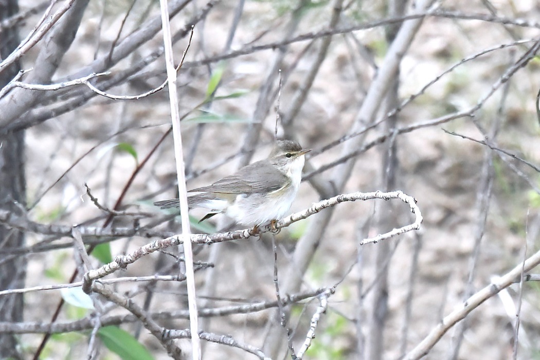 Eastern Bonelli's Warbler