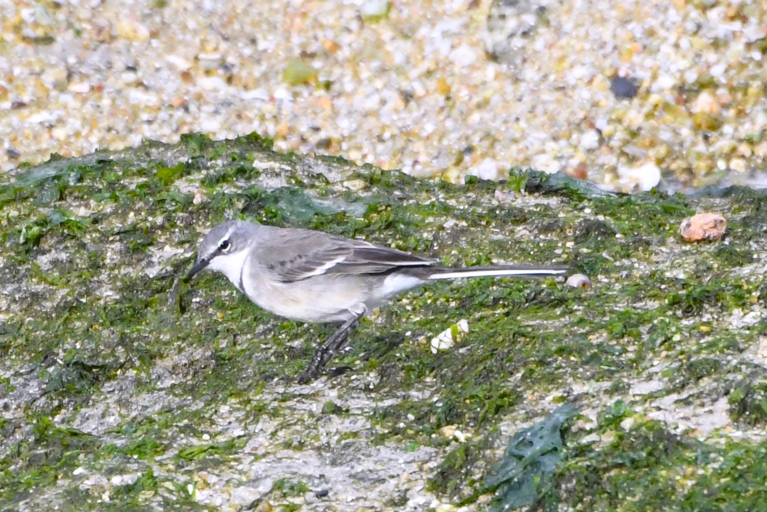 Cape Wagtail