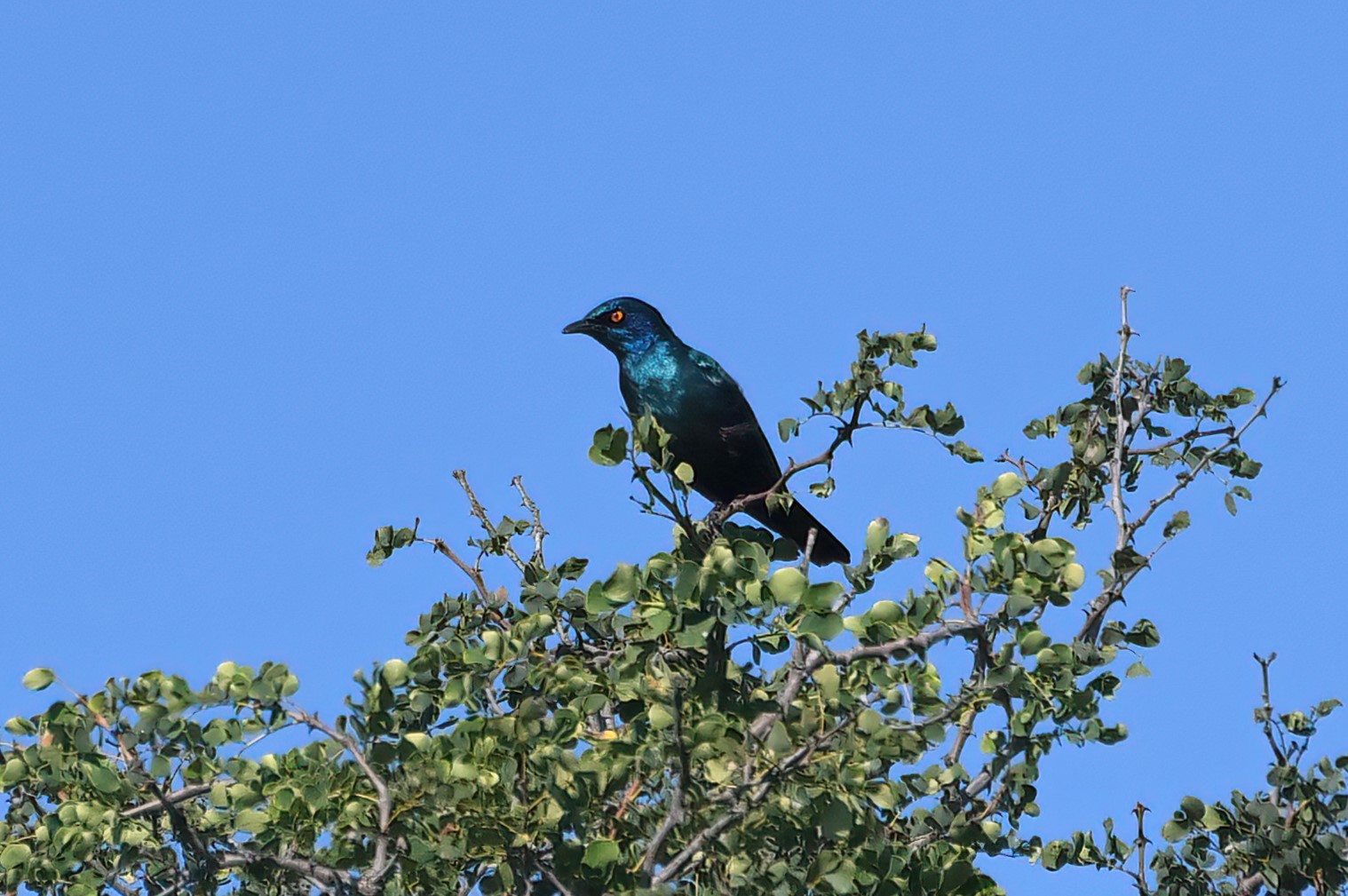 Cape Starling