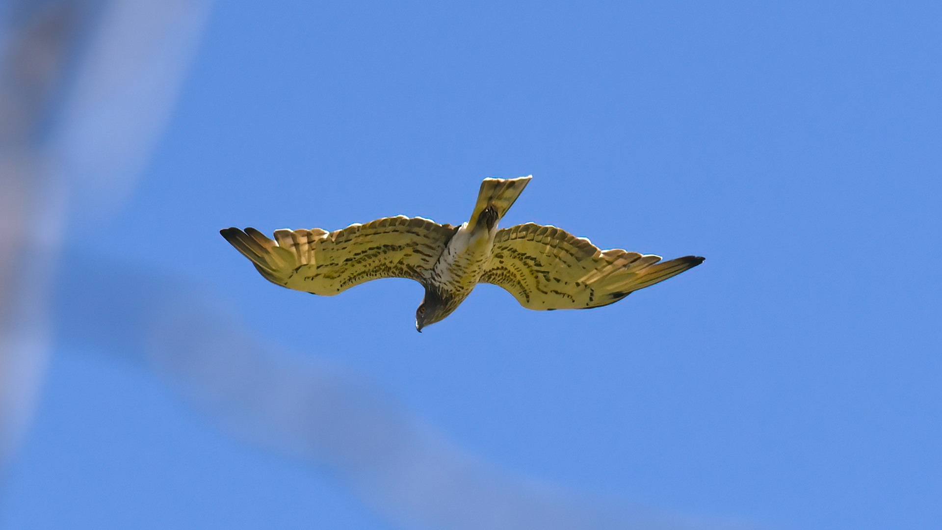 Short-toed Snake-Eagle