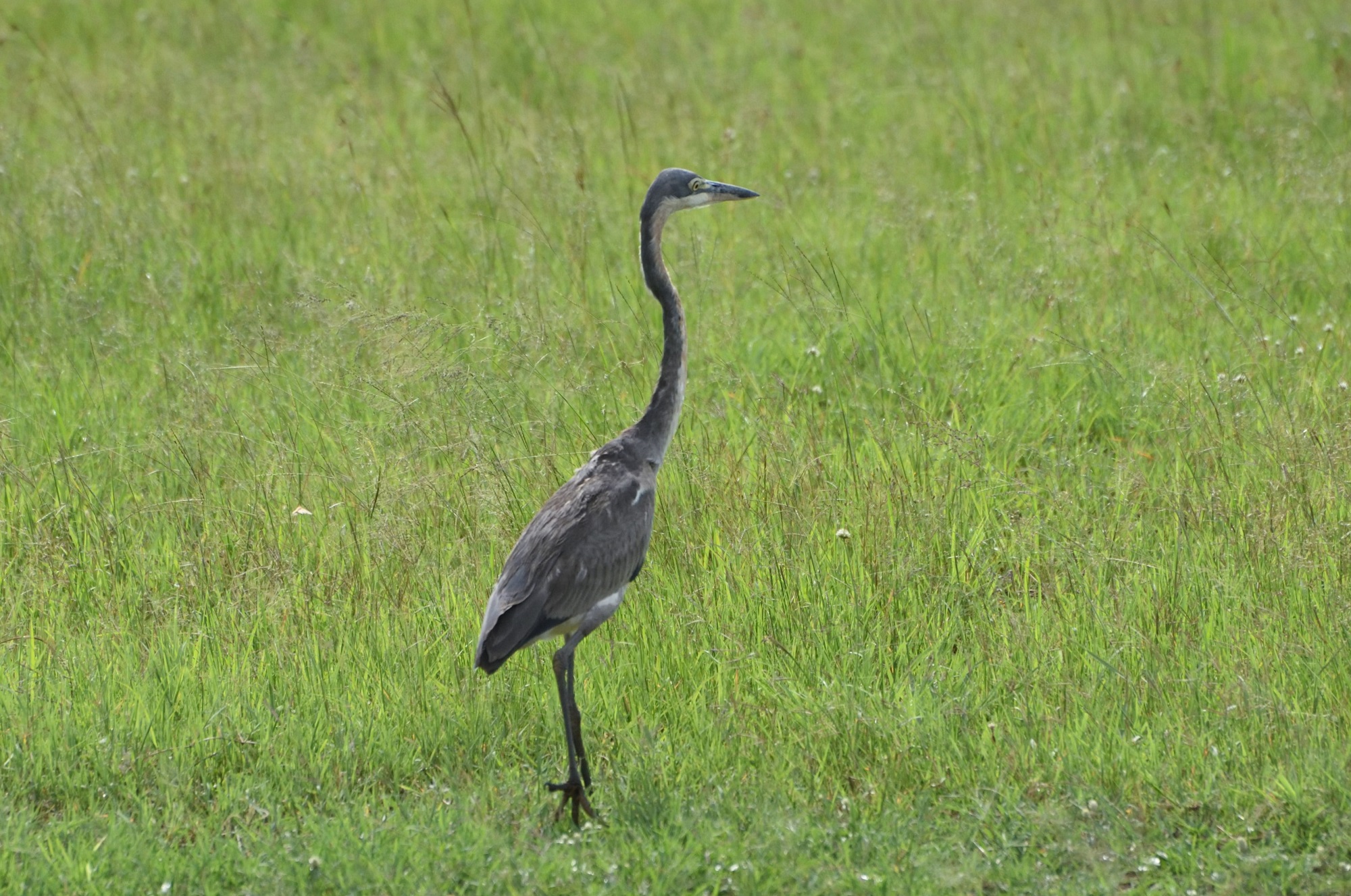 Black-headed Heron