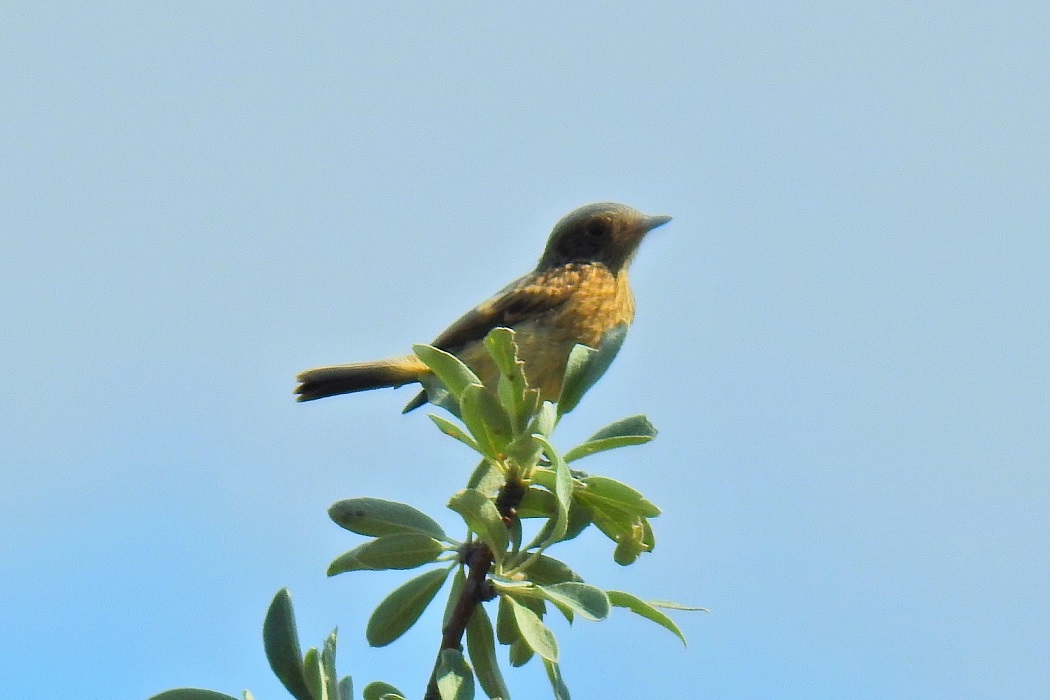European Stonechat