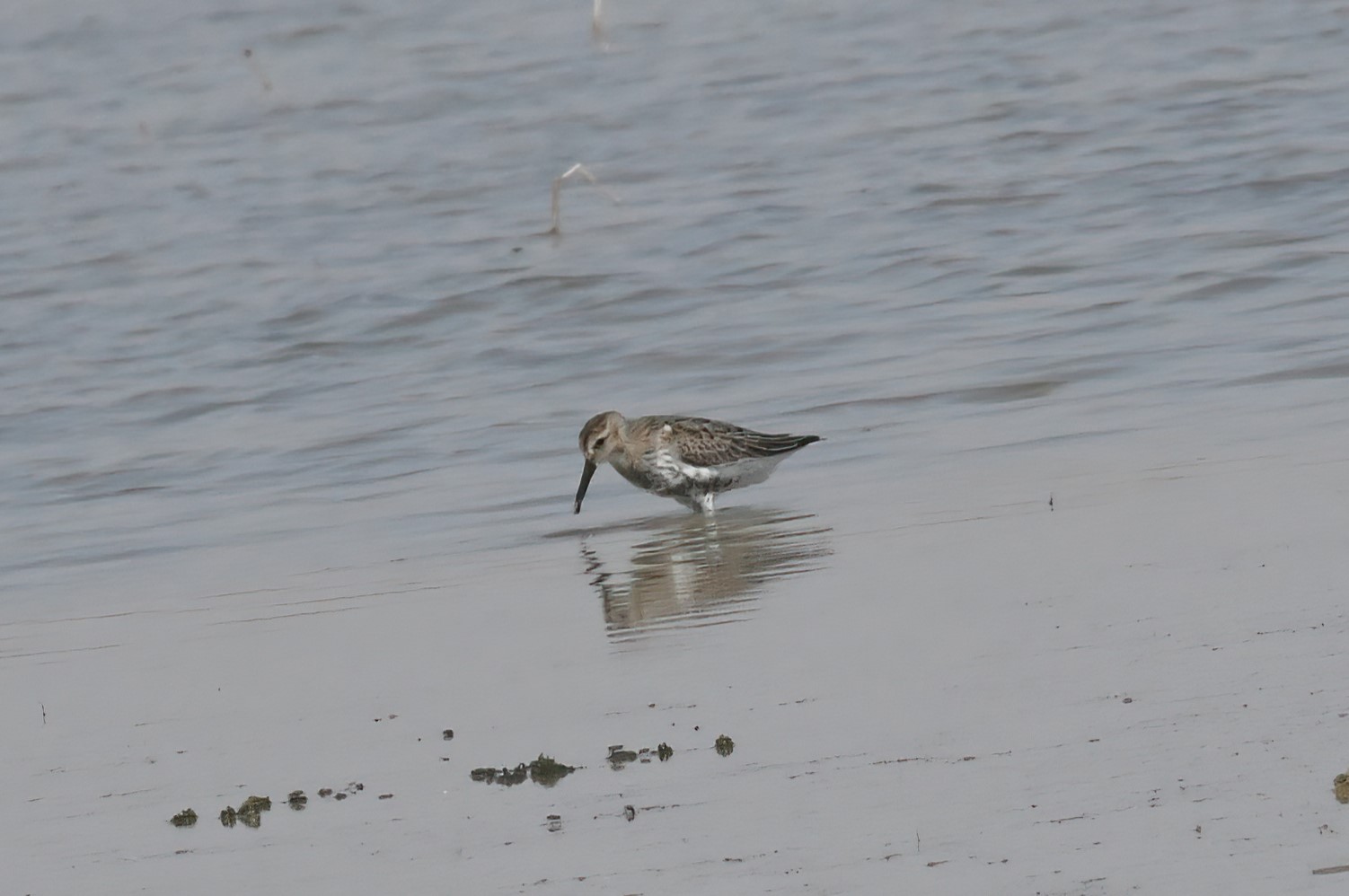 Dunlin — Ana fotoğraf