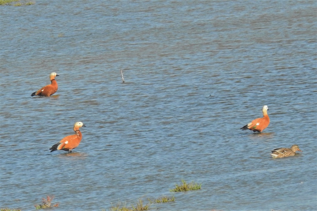Ruddy Shelduck