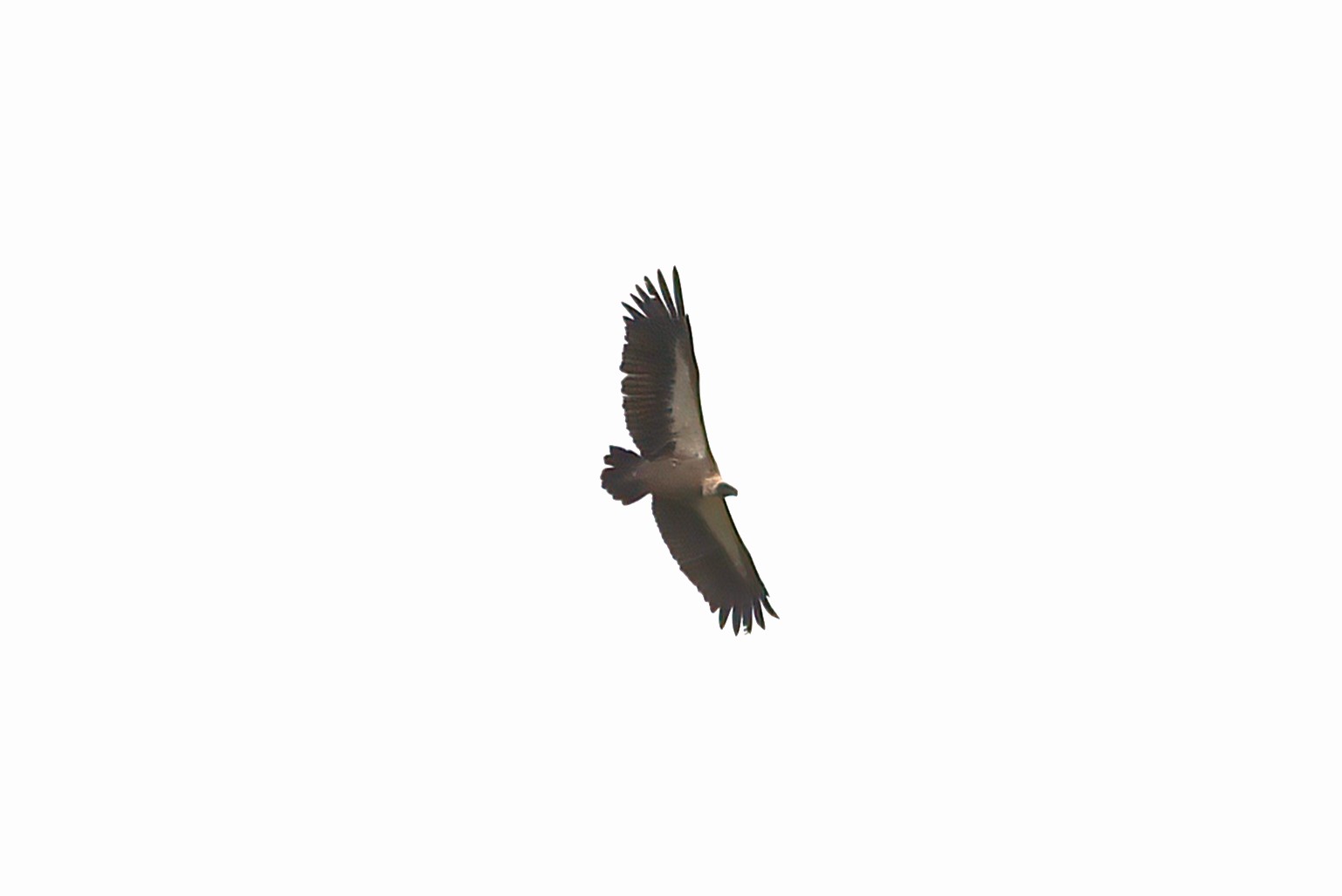White-backed Vulture