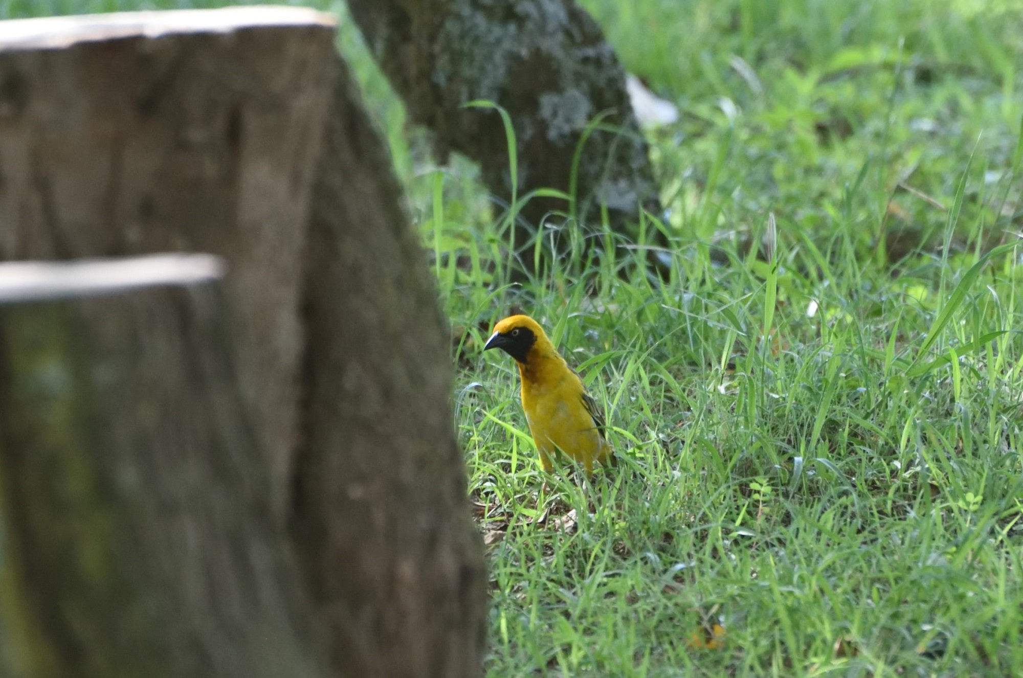 Speke's Weaver