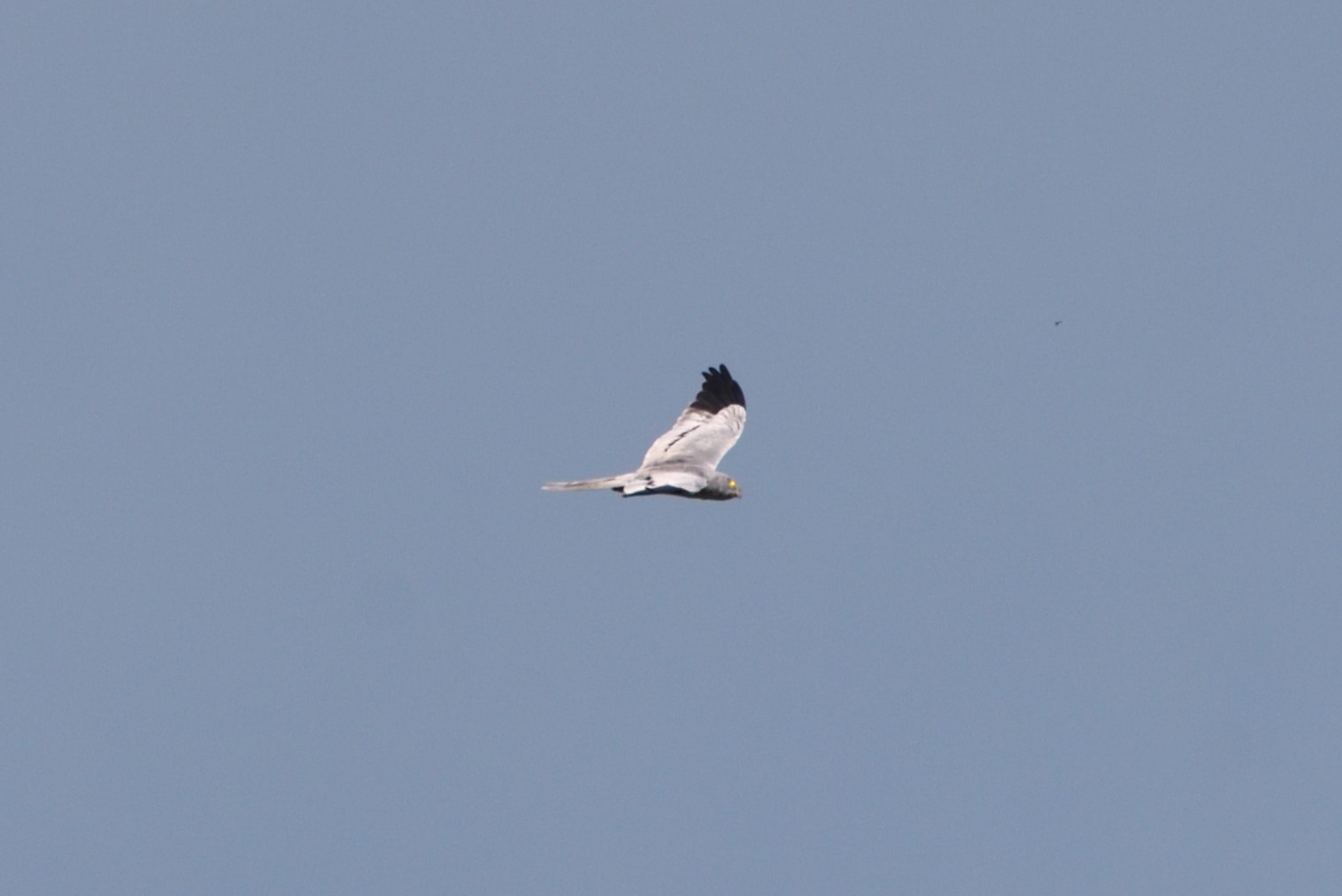 Montagu's Harrier