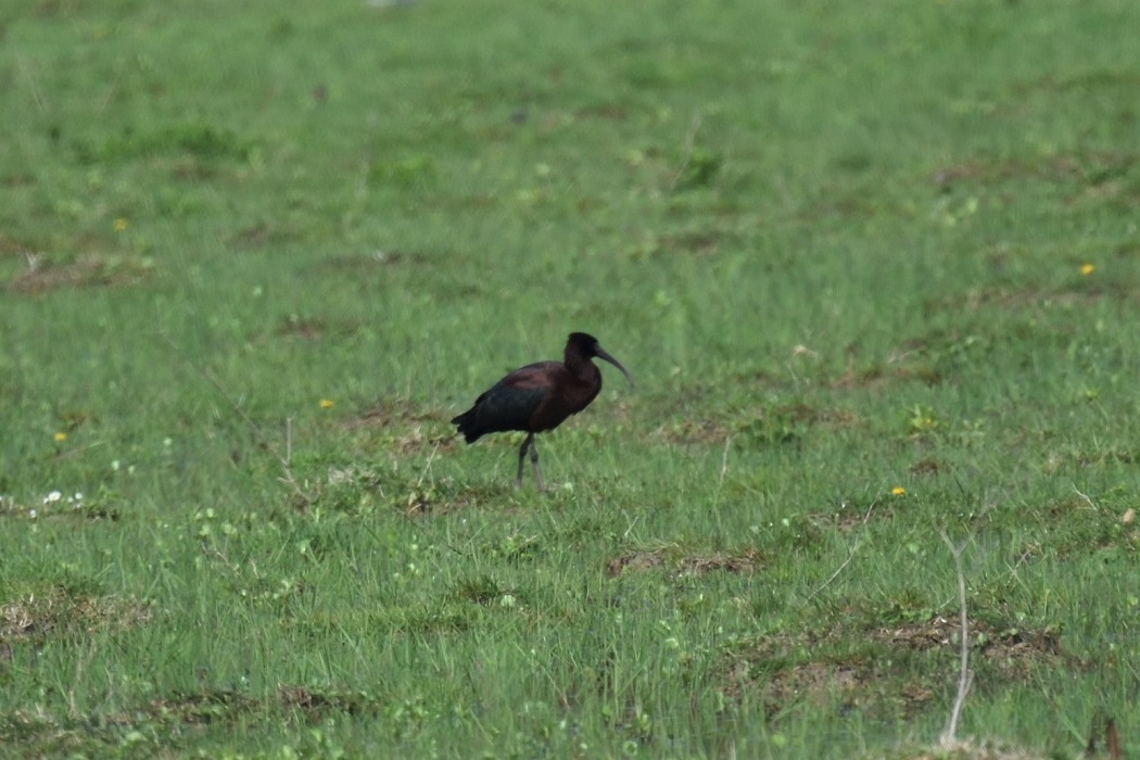Glossy Ibis