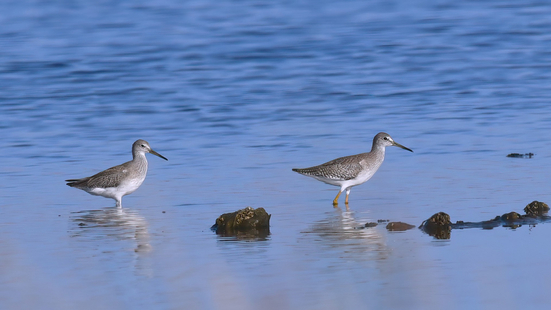 Common Redshank
