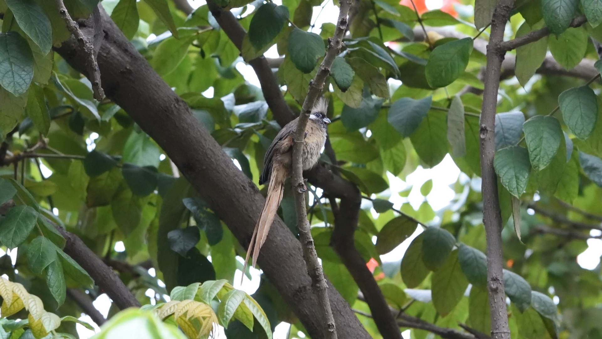 Speckled Mousebird