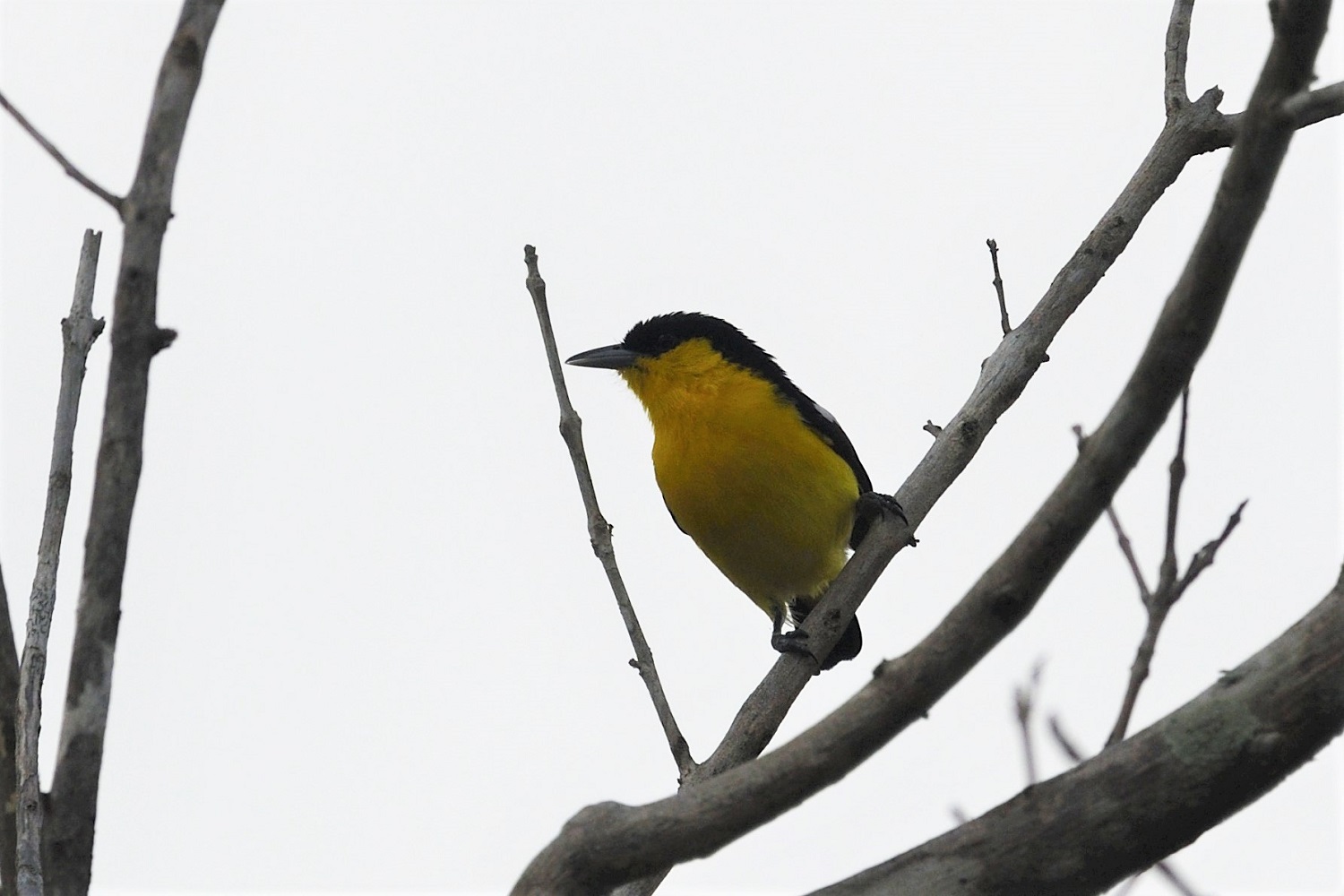 Common Iora