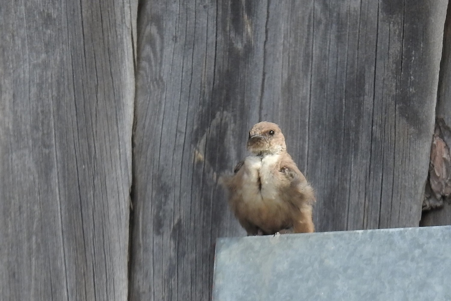 Eurasian Crag-Martin