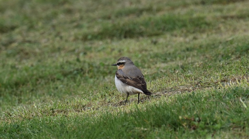 Northern Wheatear