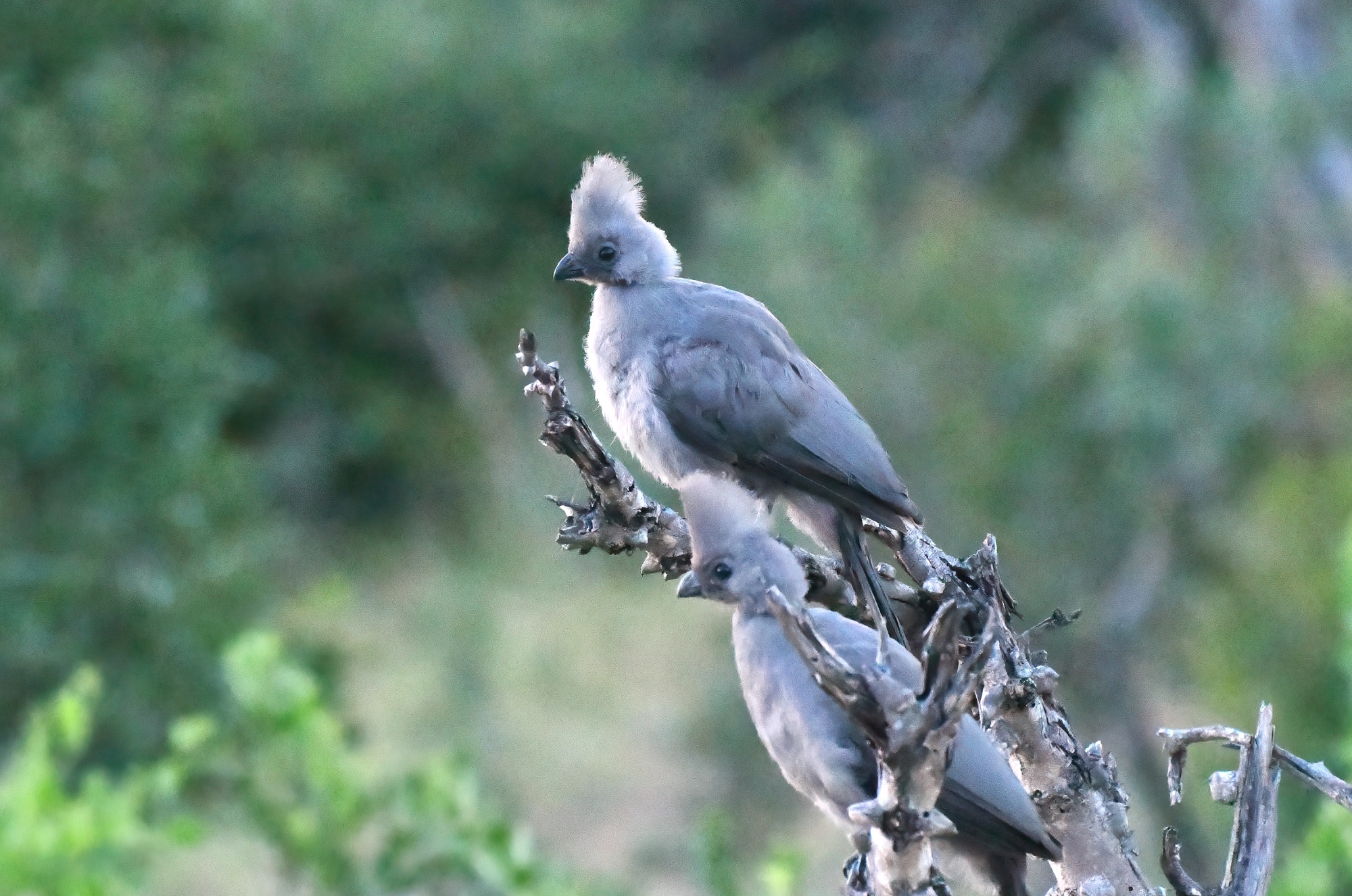 Gray Go-away-bird