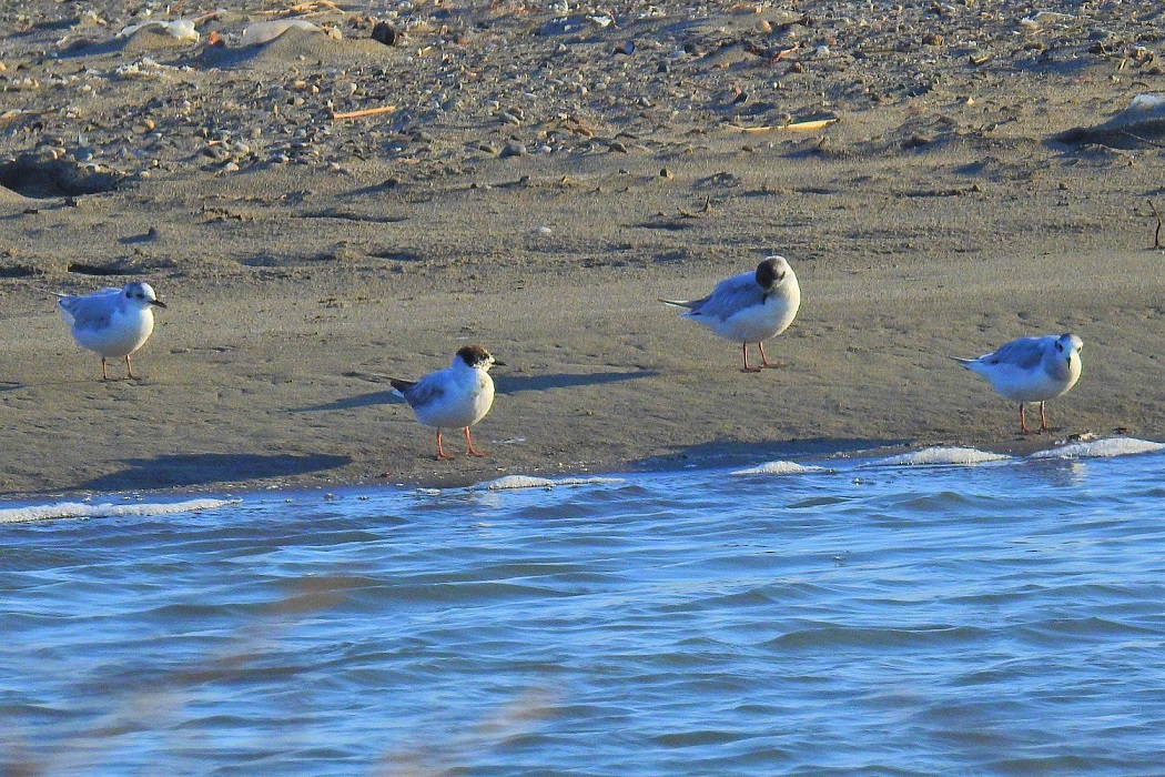 Little Gull