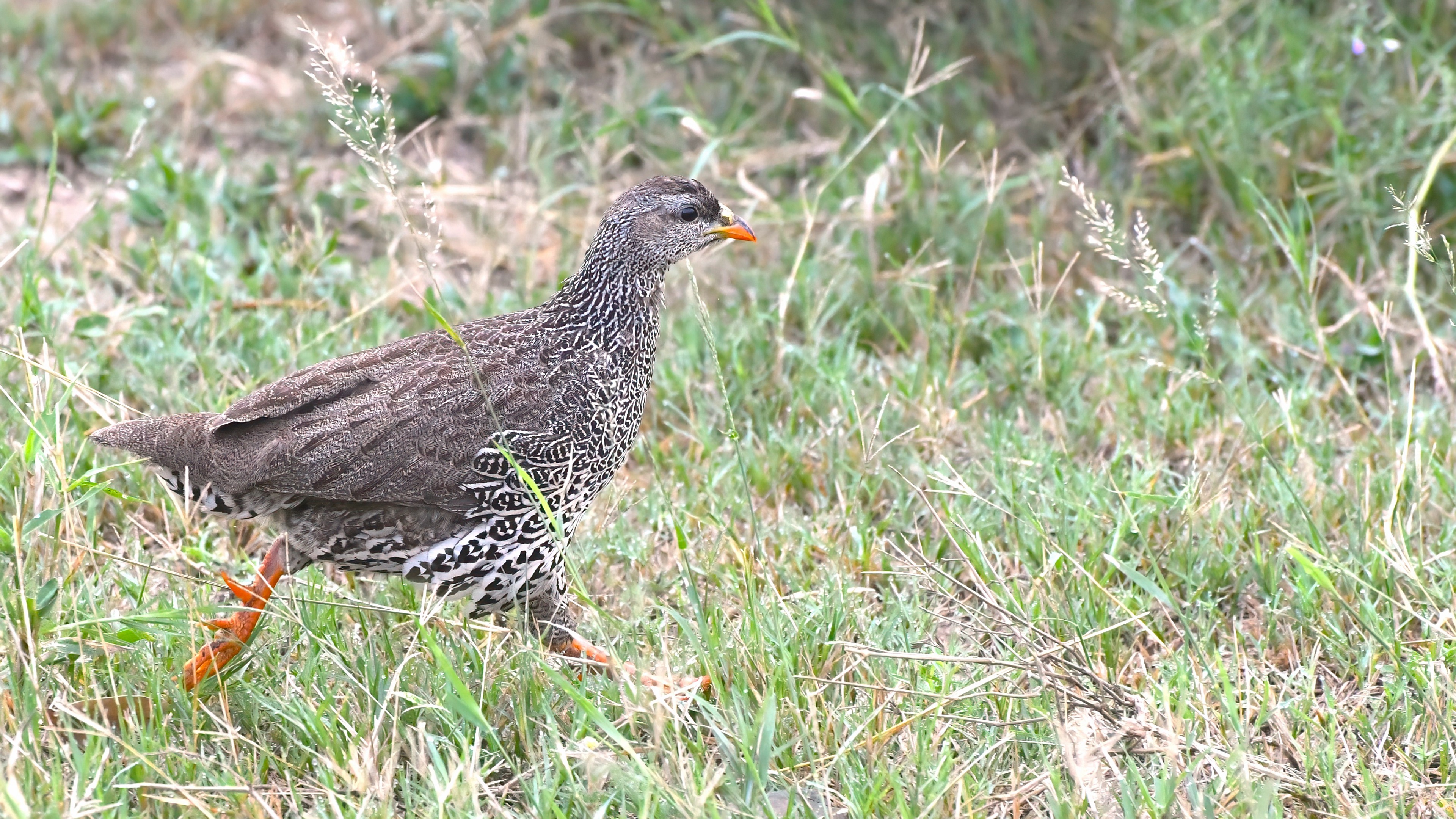 Cape Francolin