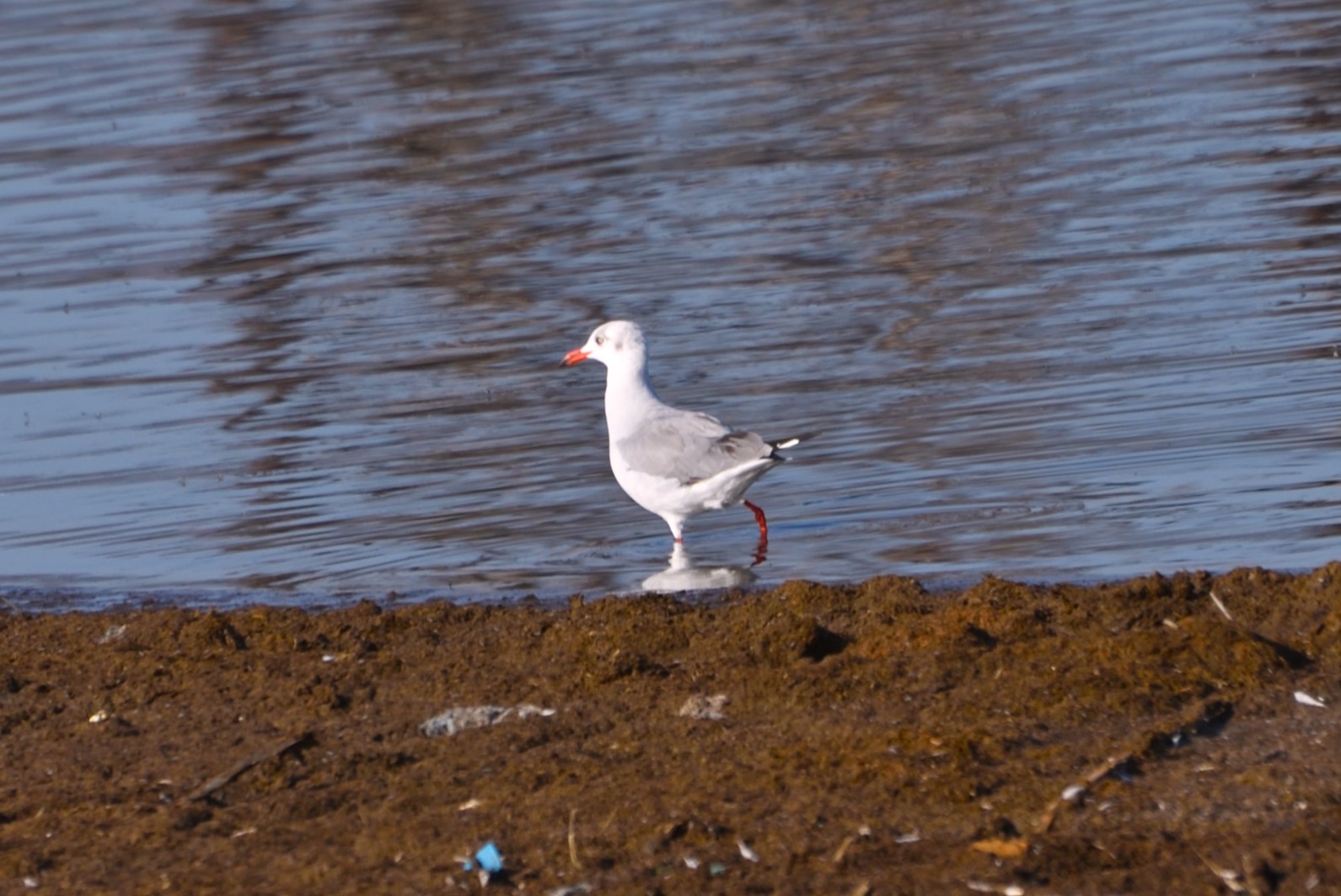 Gray-hooded Gull