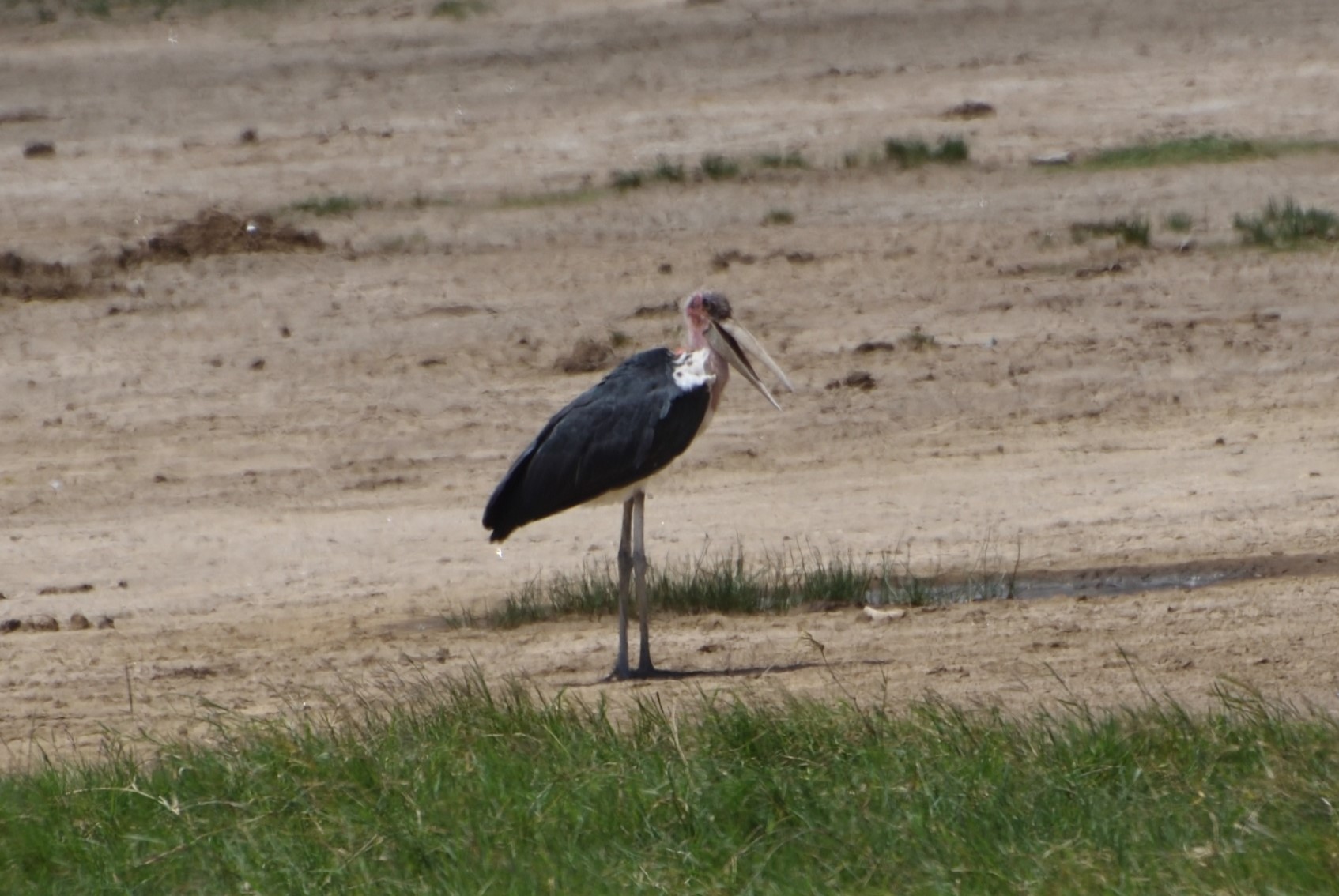Marabou Stork