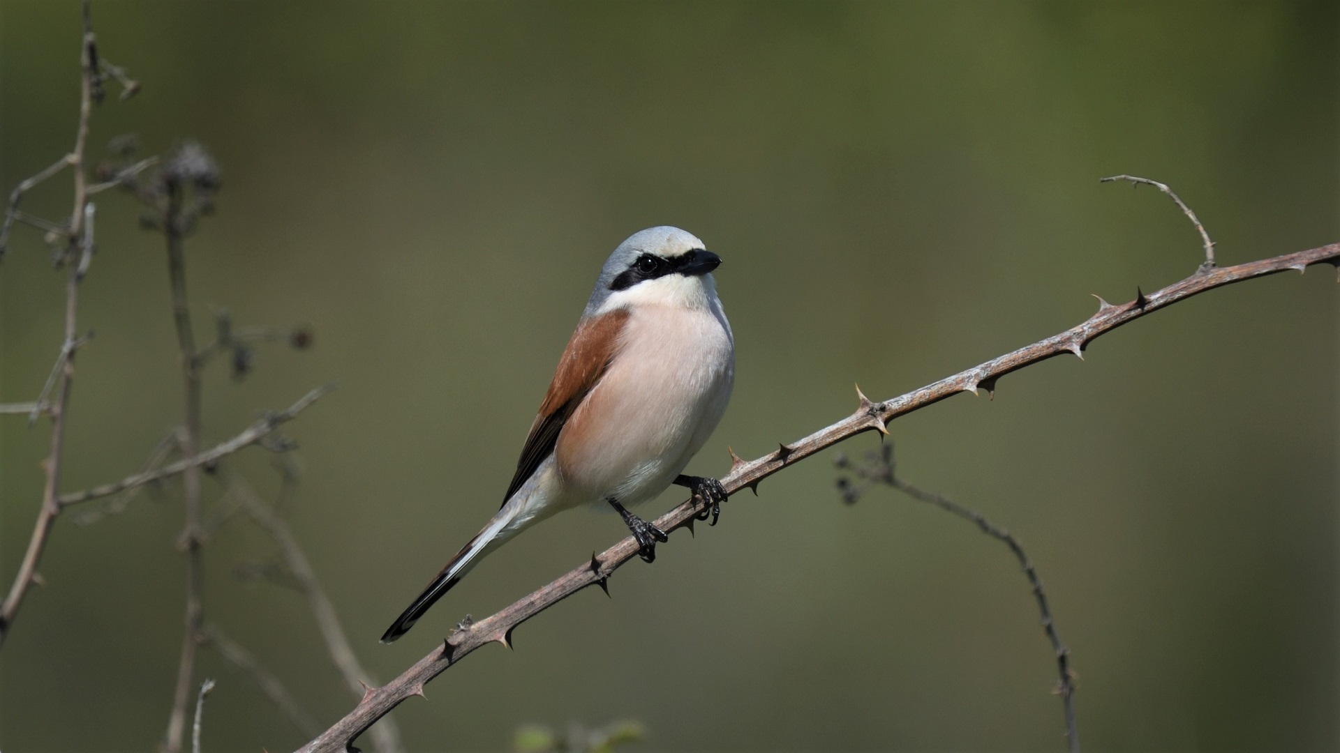 Red-backed Shrike