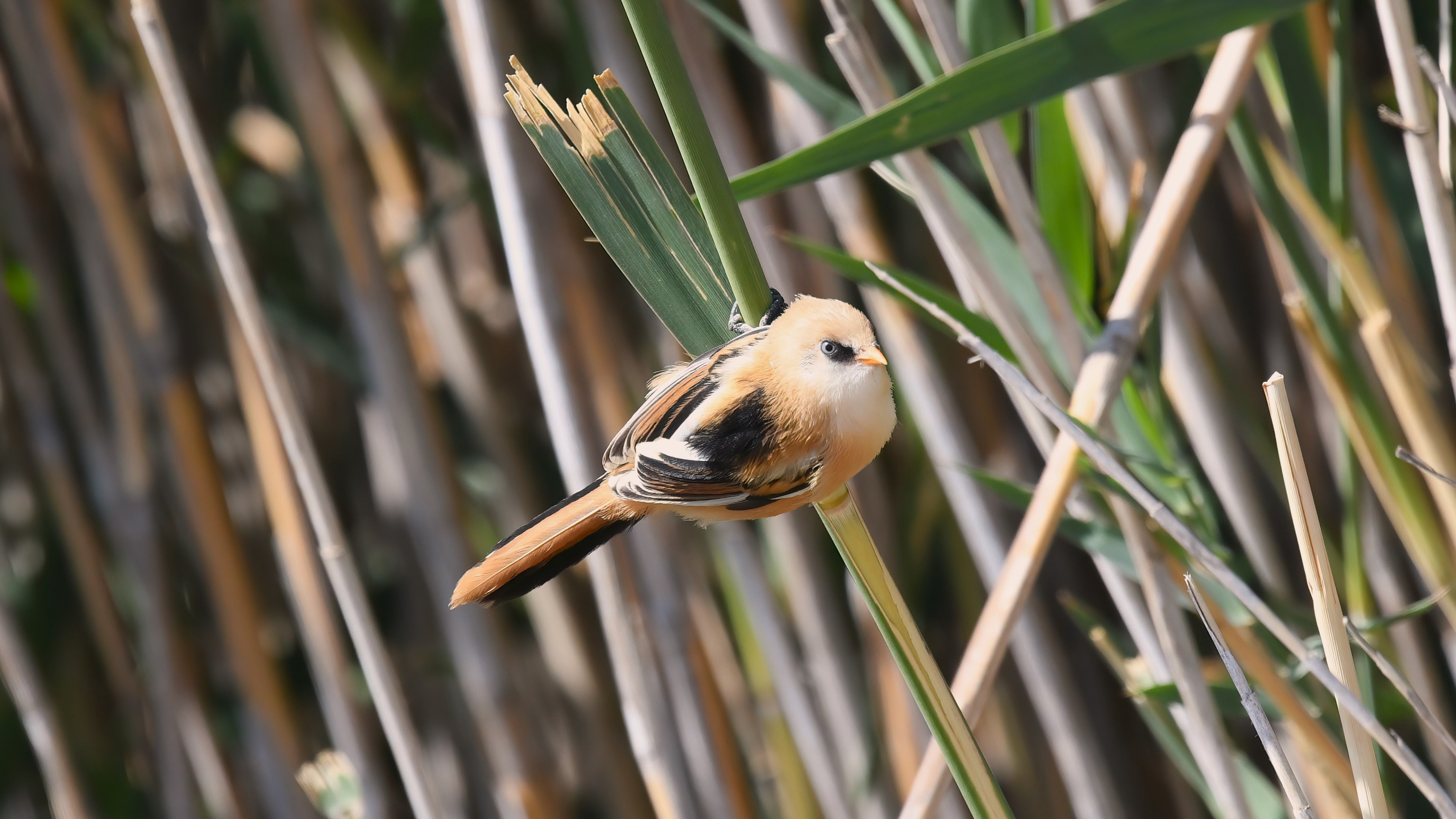 Bearded Reedling