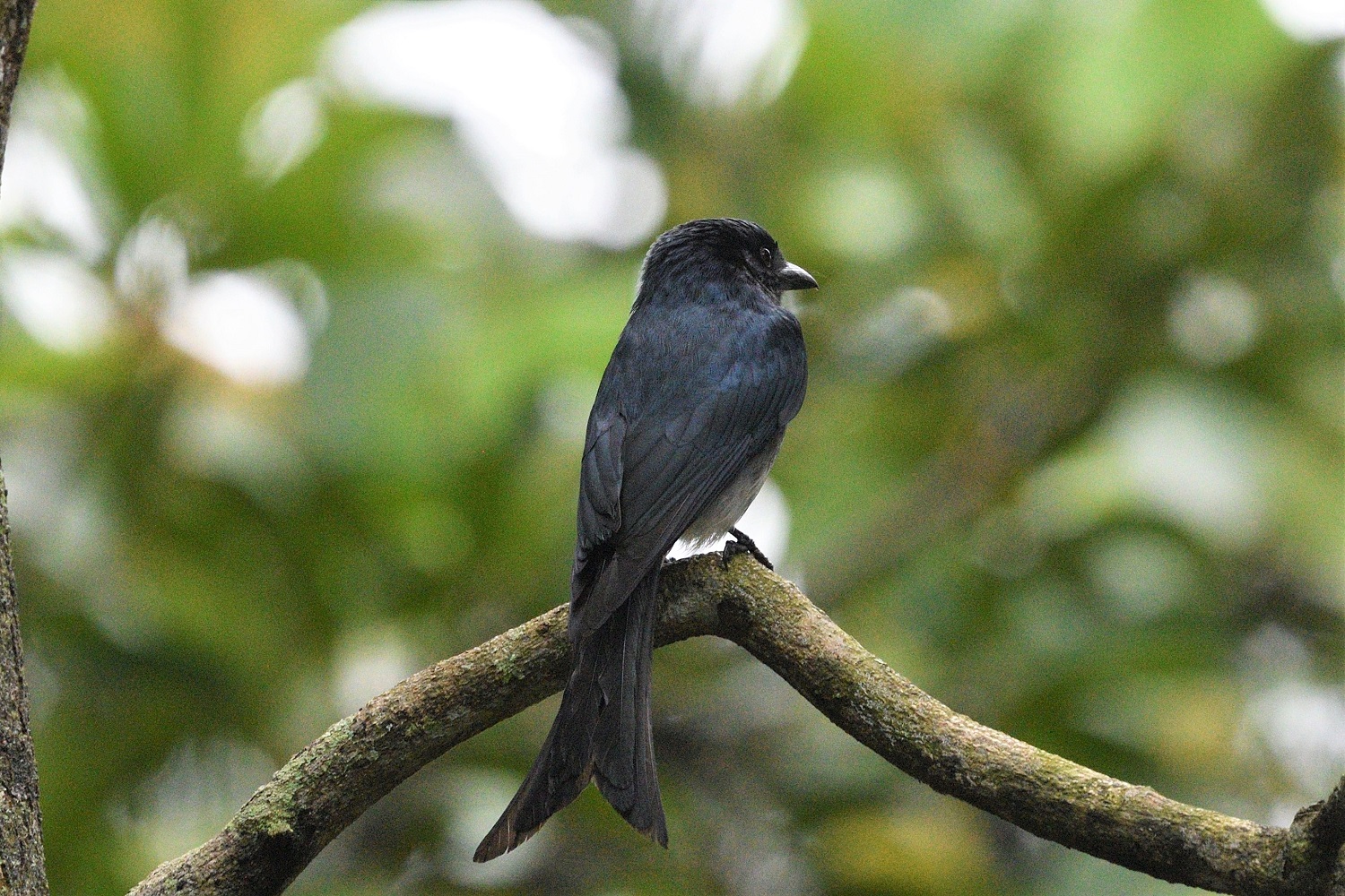 White-bellied Drongo