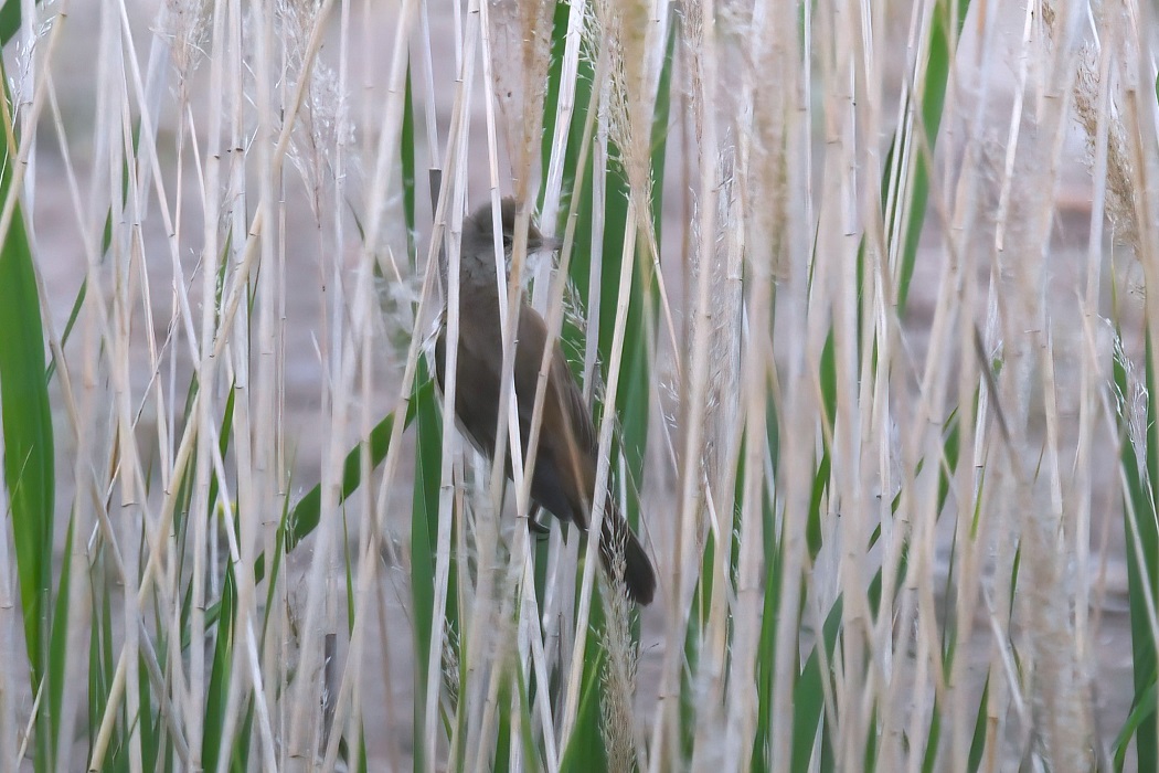Great Reed Warbler