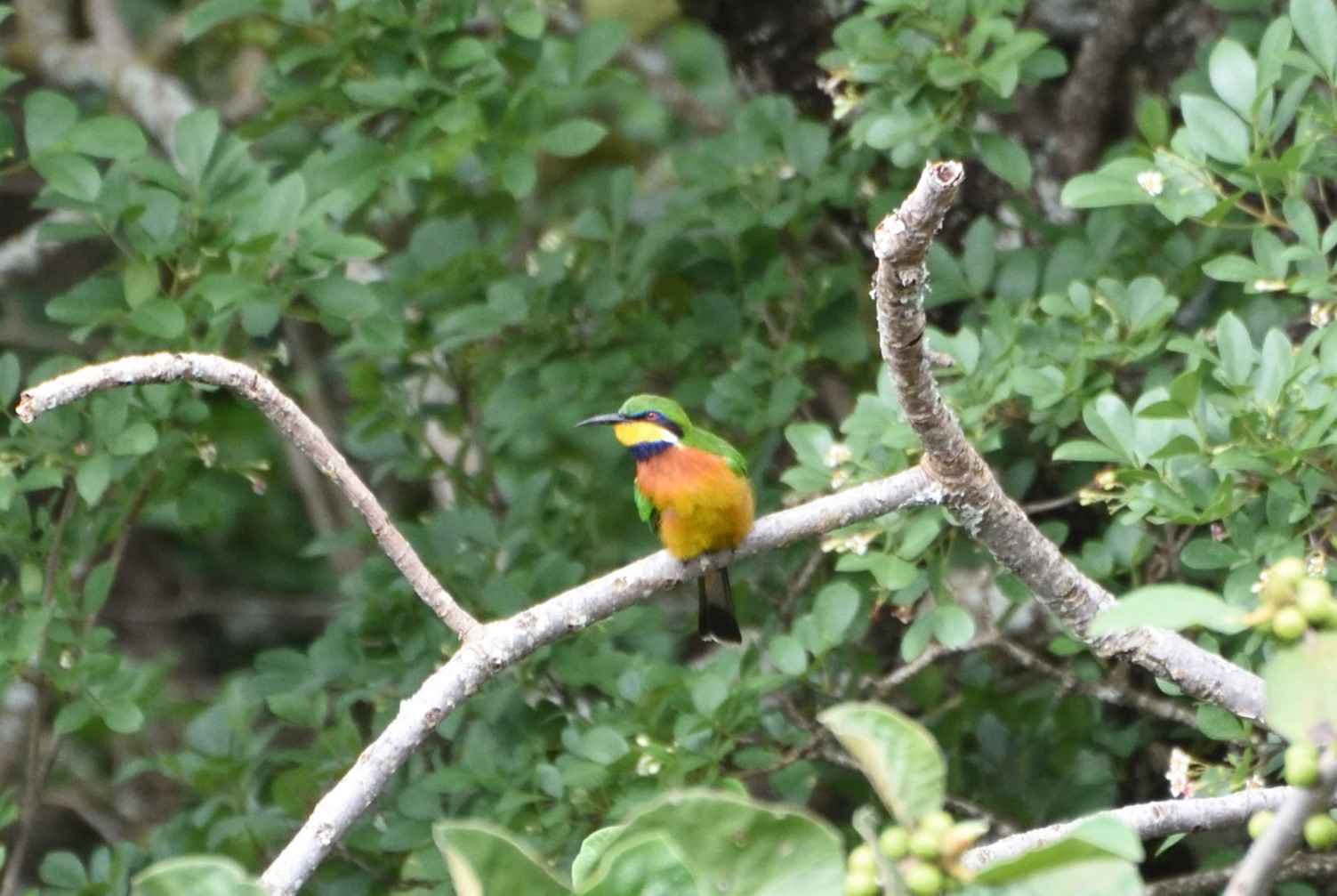 Little Bee-eater