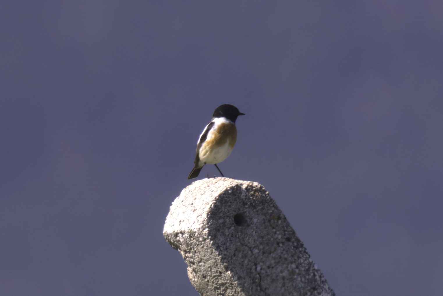 Siberian Stonechat