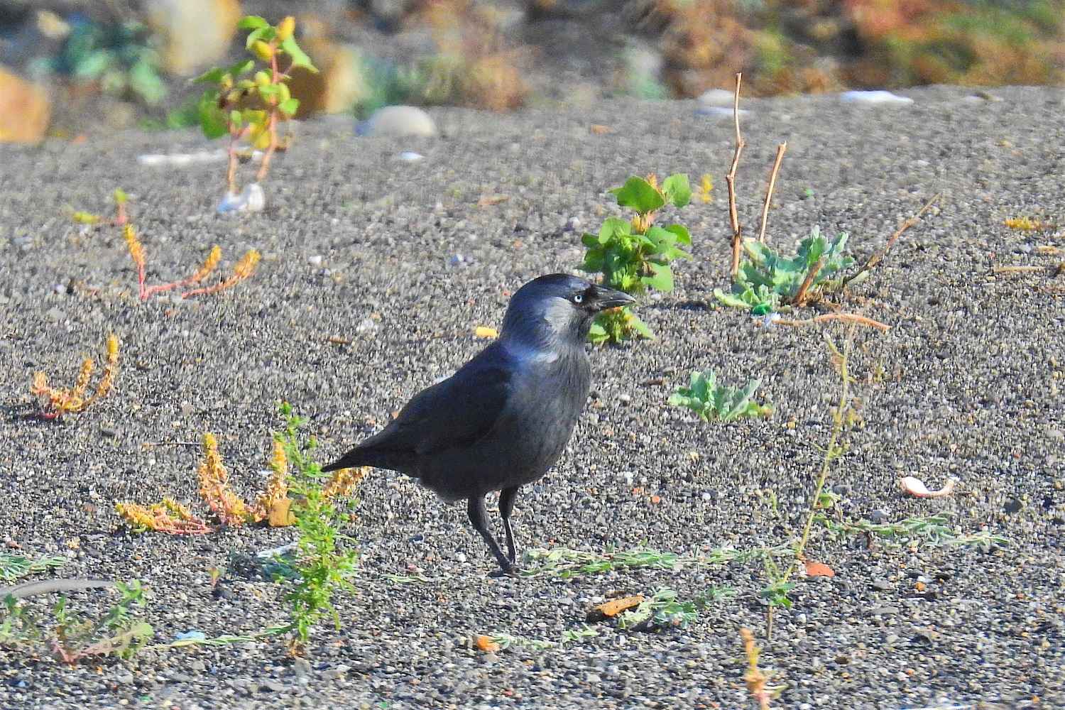 Eurasian Jackdaw