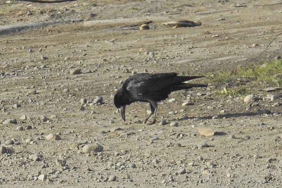 Rook