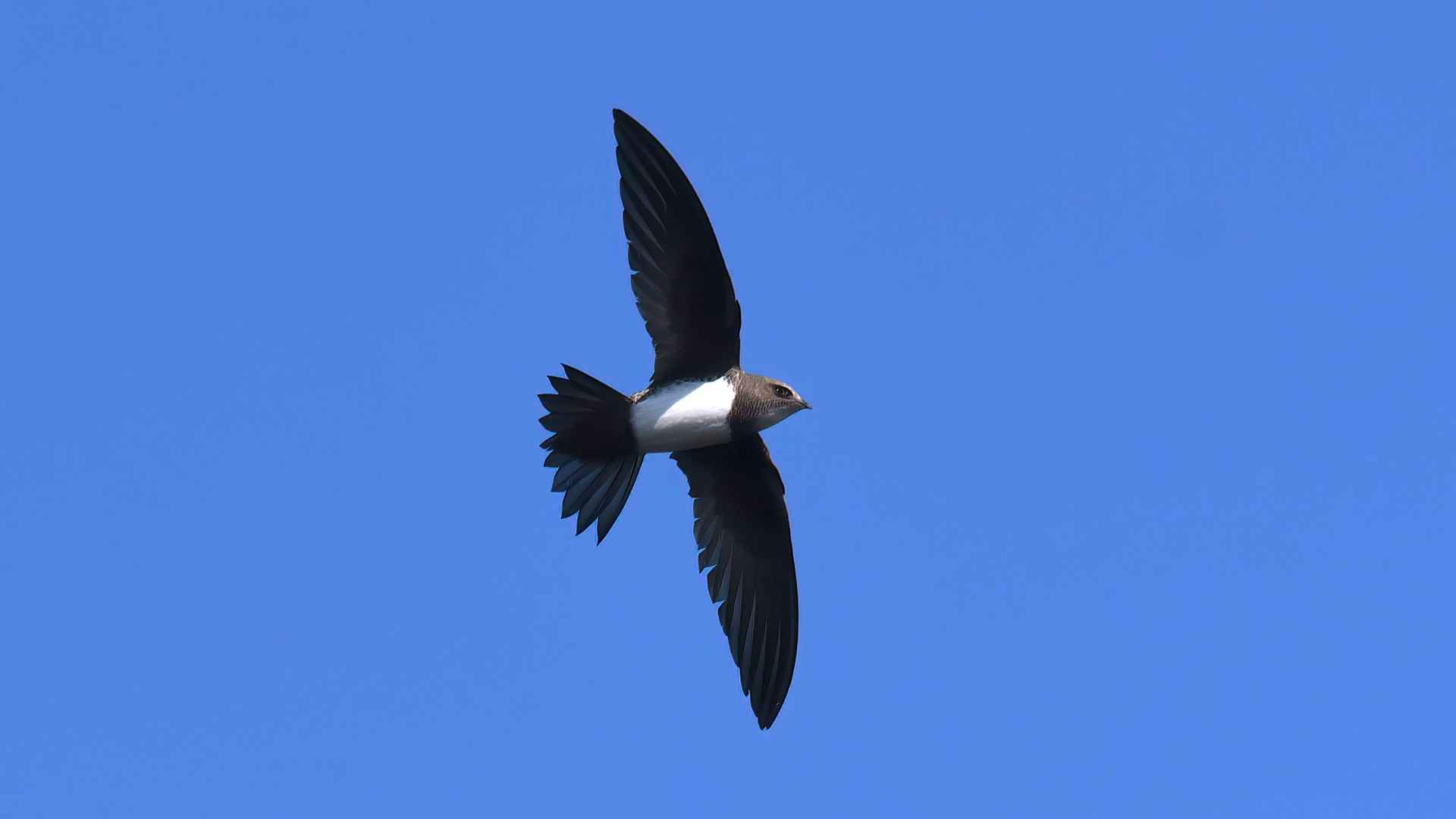 Alpine Swift