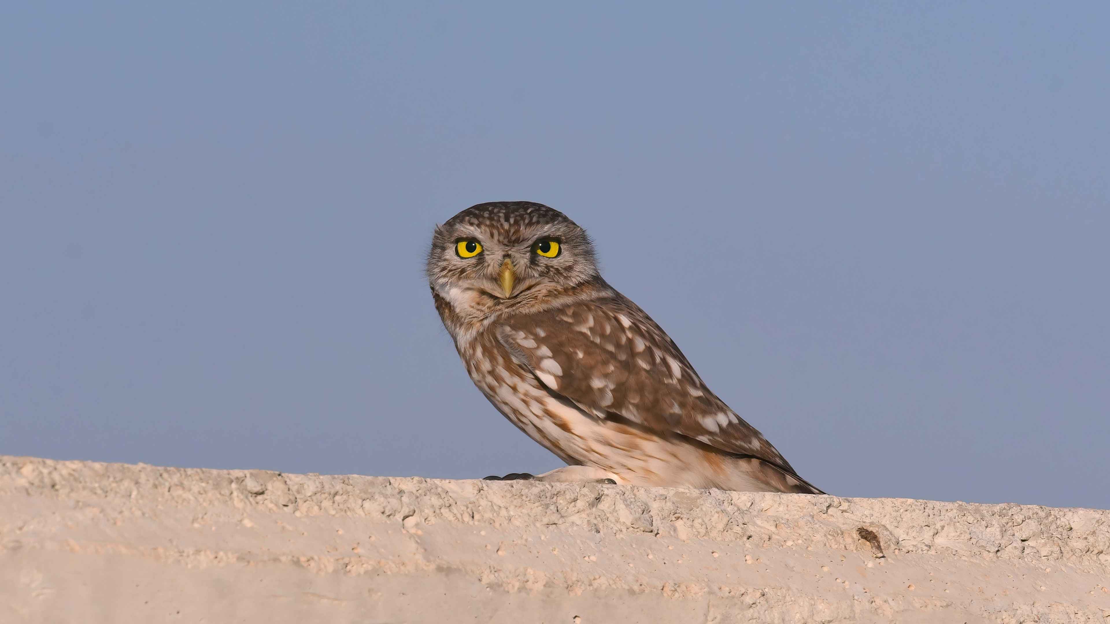 Little Owl