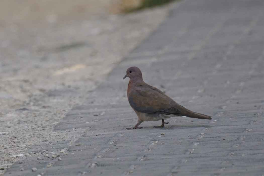 Laughing Dove